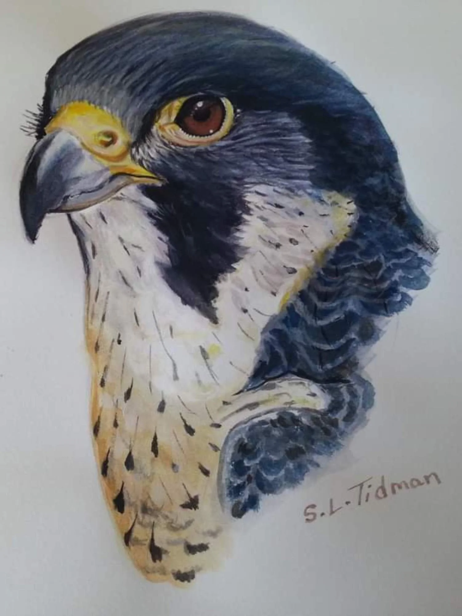 Steve Tidman - Art 01.jpg