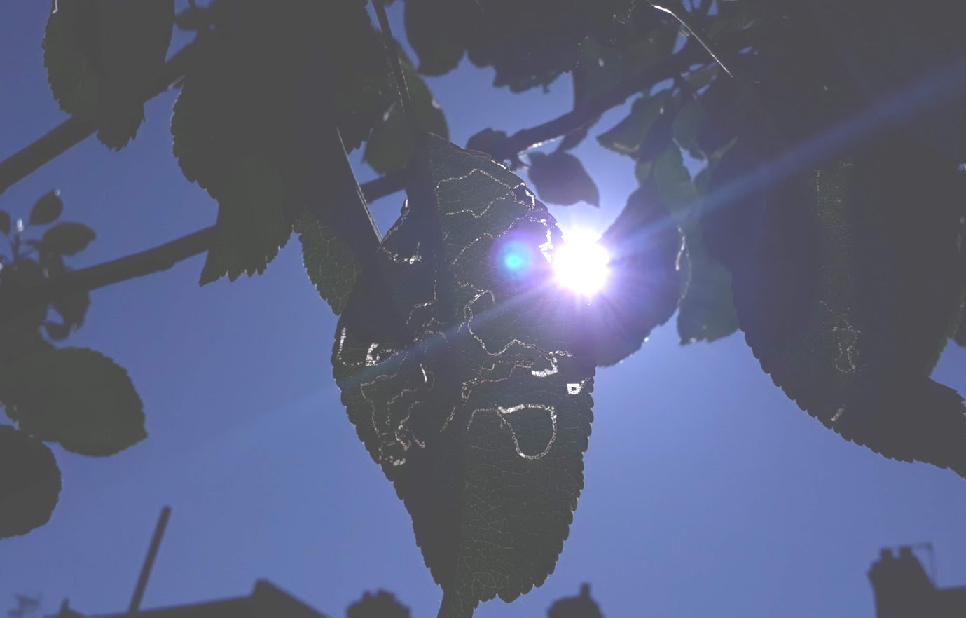 sunlight shining through life