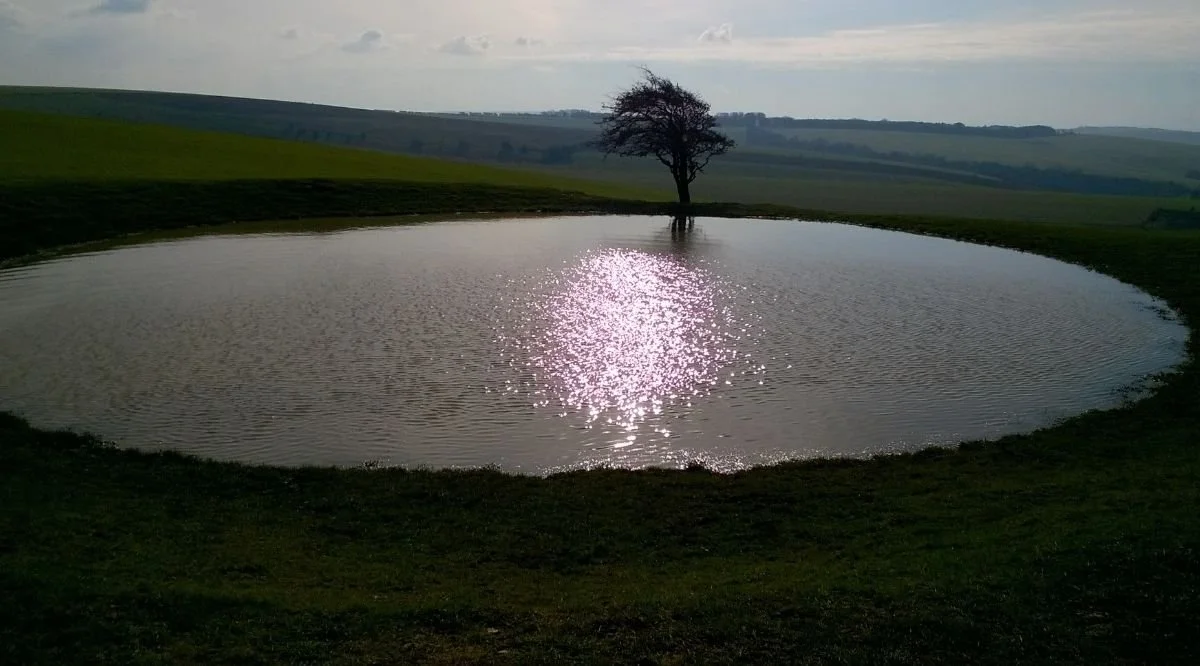tree next to pond sun reflected