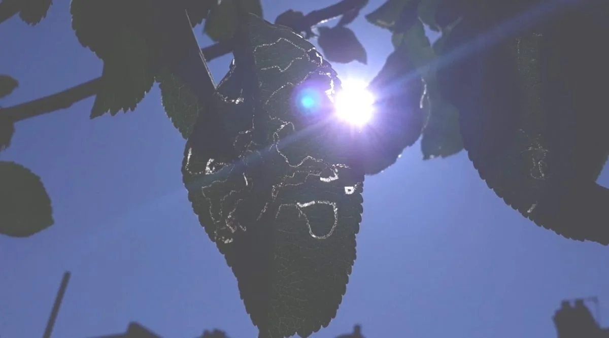 sun shining through leaves