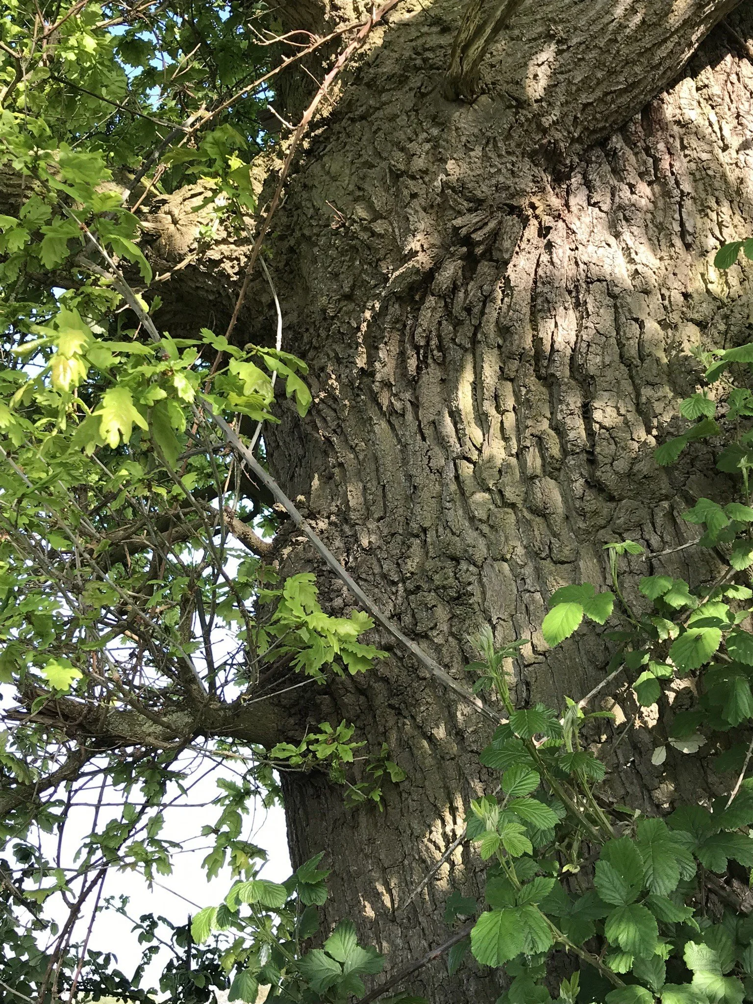 oak tree bark inspiration.JPEG