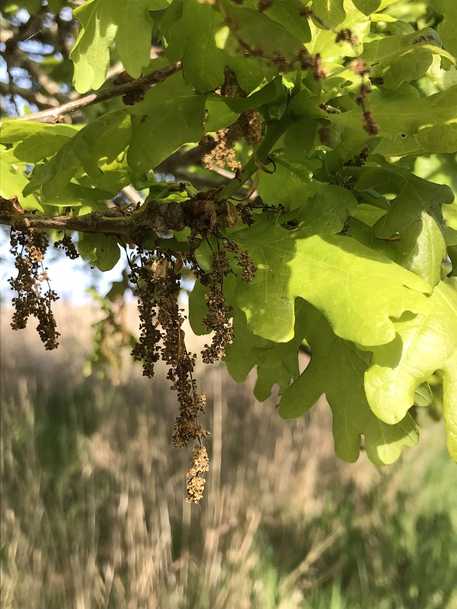 oak tree flower inspiration.JPEG