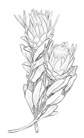 Black and white illustration of a cluster of flowers.