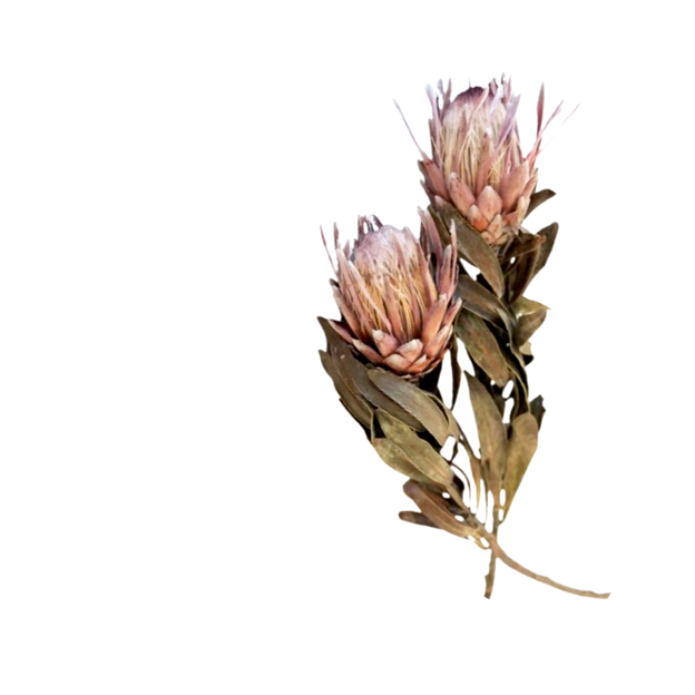 Dried pink and white flowers with green leaves on a black background.