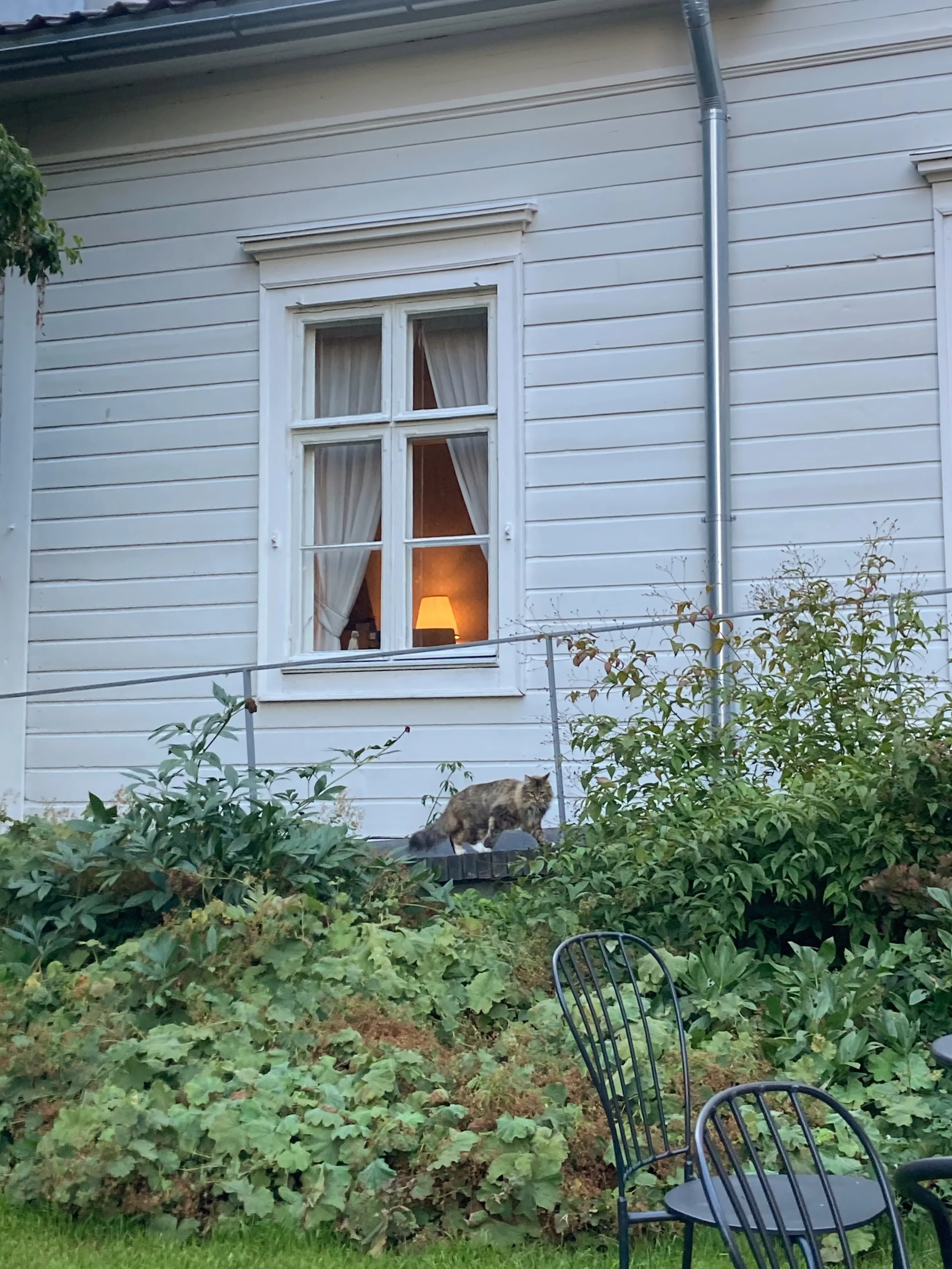 El&auml;imi&auml; ja eloa Bokvillanin huvilan kahdelta ensimm&auml;iselt&auml; viikolta. 😻 Kiitos kaikille, tosi kivaa! Kiitos @bokvillanarabianranta . N&auml;hd&auml;&auml;n taas ensi viikolla! 🌻