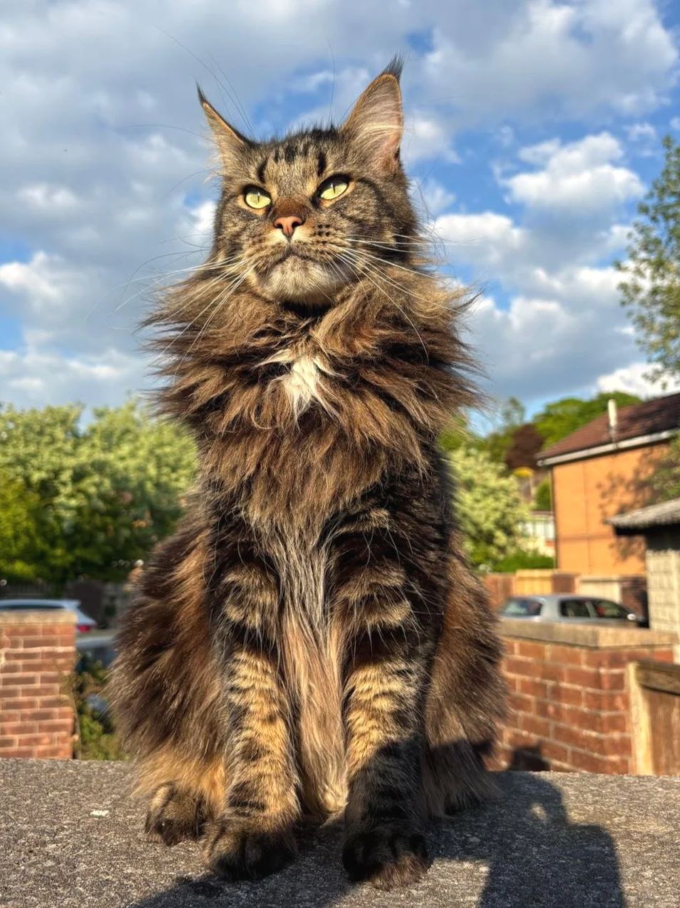 A long-haired tabby cat sitting outdoors on a stone surface with green trees and houses in the background, under a partly cloudy sky.
