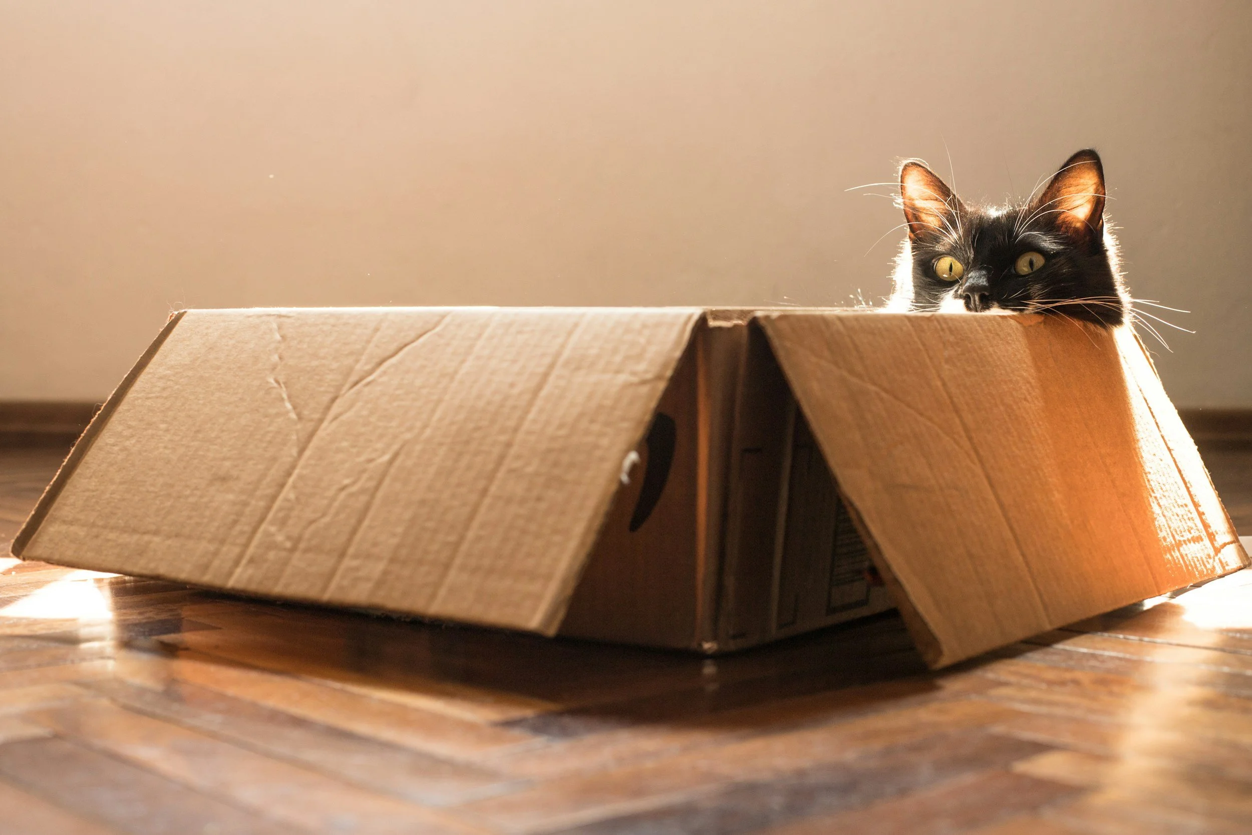 A black and white cat with yellow eyes peeking out from behind a cardboard box on a wooden floor.