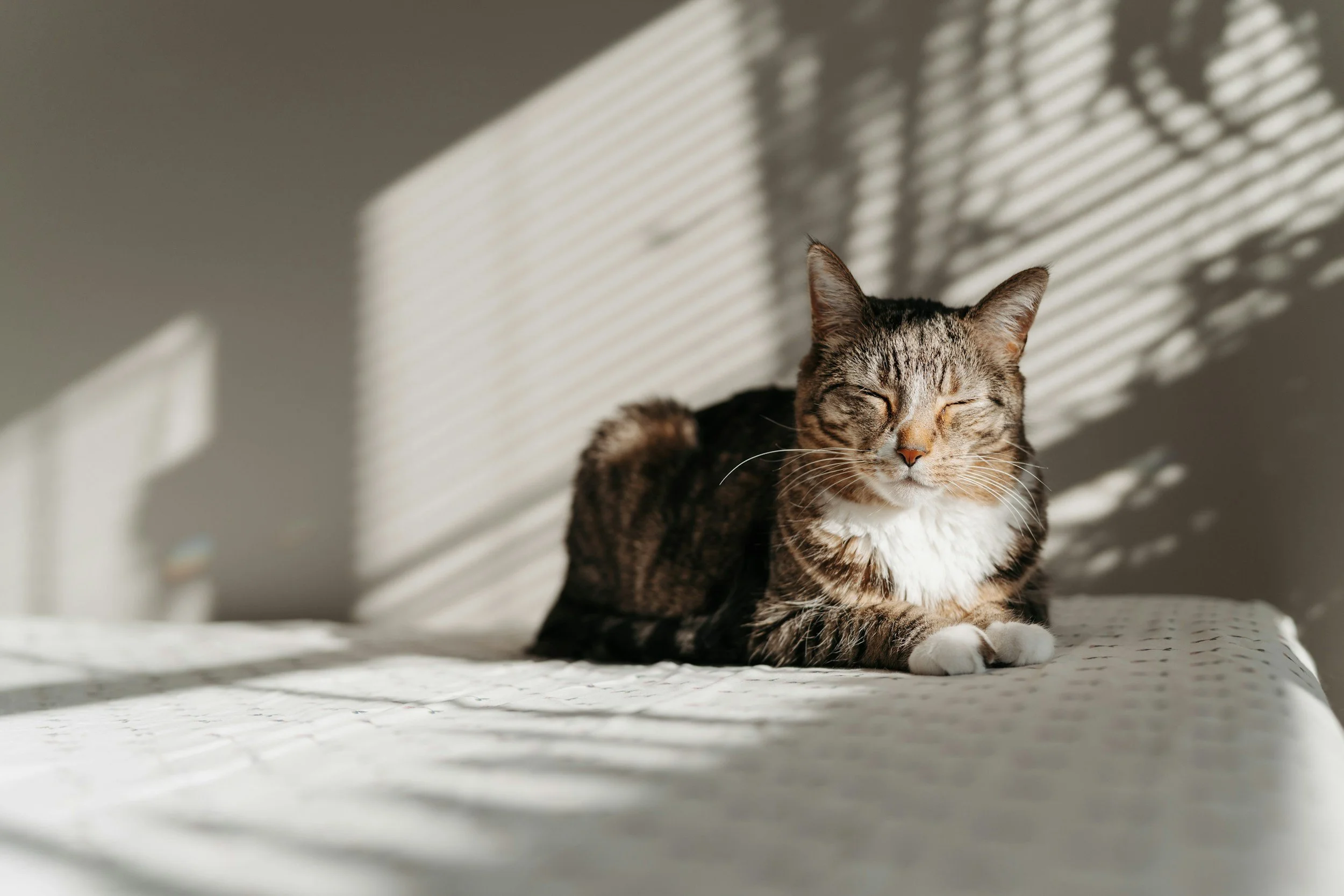A tabby cat with closed eyes lying on a spotted blanket, basking in sunlight through window blinds casting striped shadows.