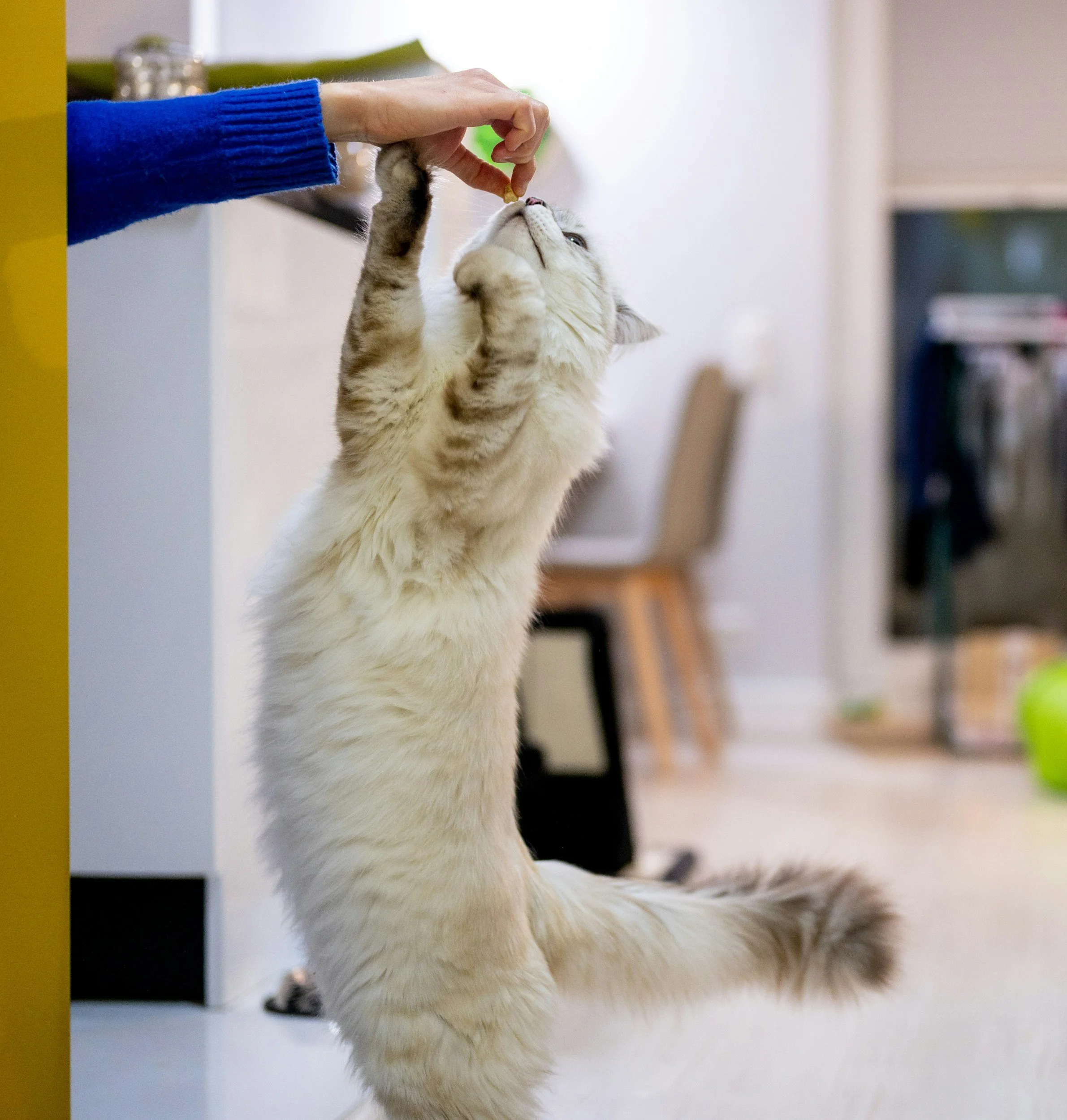 A person wearing a blue sweater offering a treat to a light-colored, fluffy cat that is reaching up with its paw to accept it.