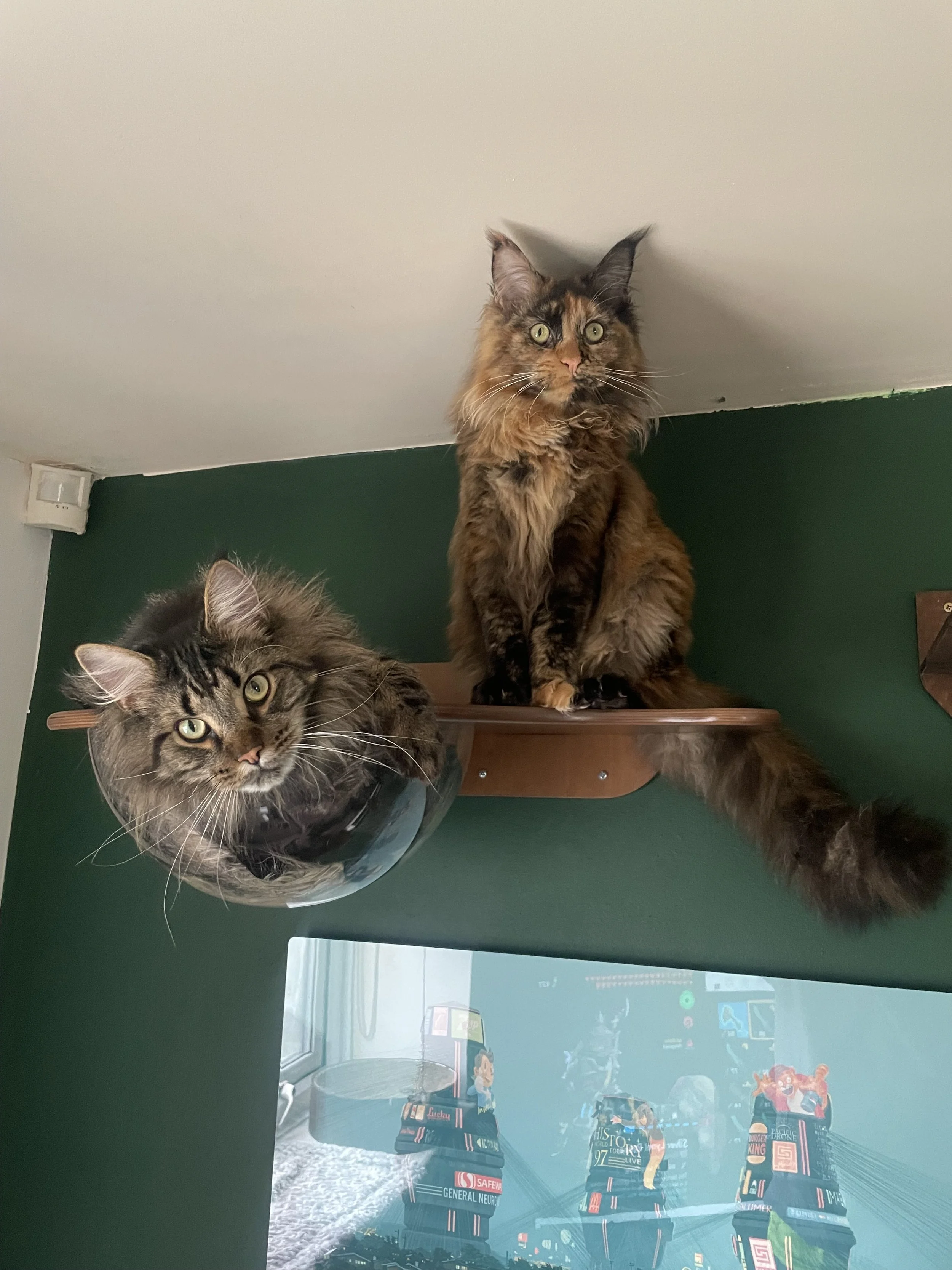 Two cats, one with long striped fur lying on a ledge looking into a glass window, and the other with long fur and a calico pattern sitting on a separate ledge also looking into the same window.
