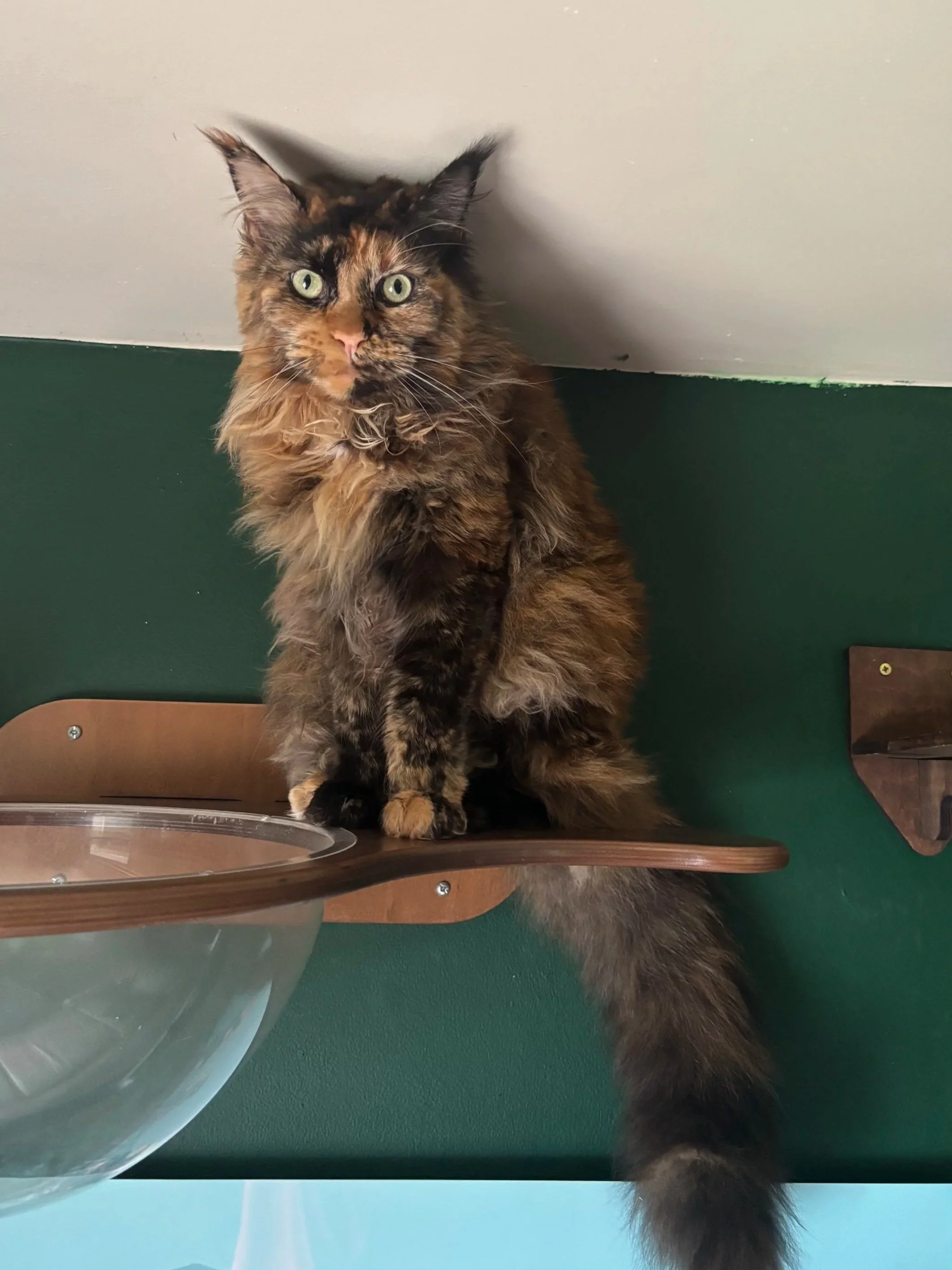 A fluffy, long-haired tortoiseshell cat with green eyes sitting on a wooden surface next to a plastic container.