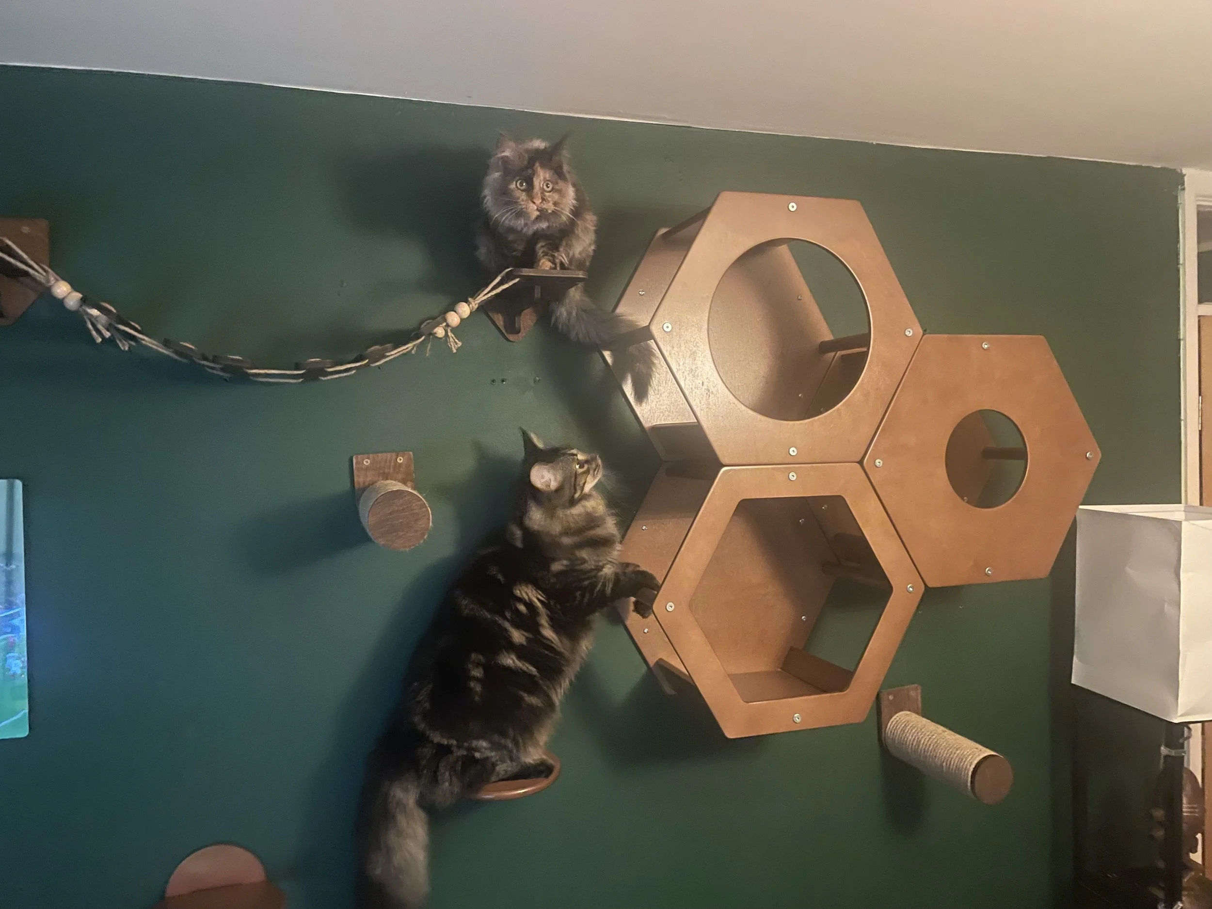 A fluffy tortoiseshell cat perched on a wall-mounted platform in an indoor space, with a hexagonal wooden cat tree and other cat furniture in the background.