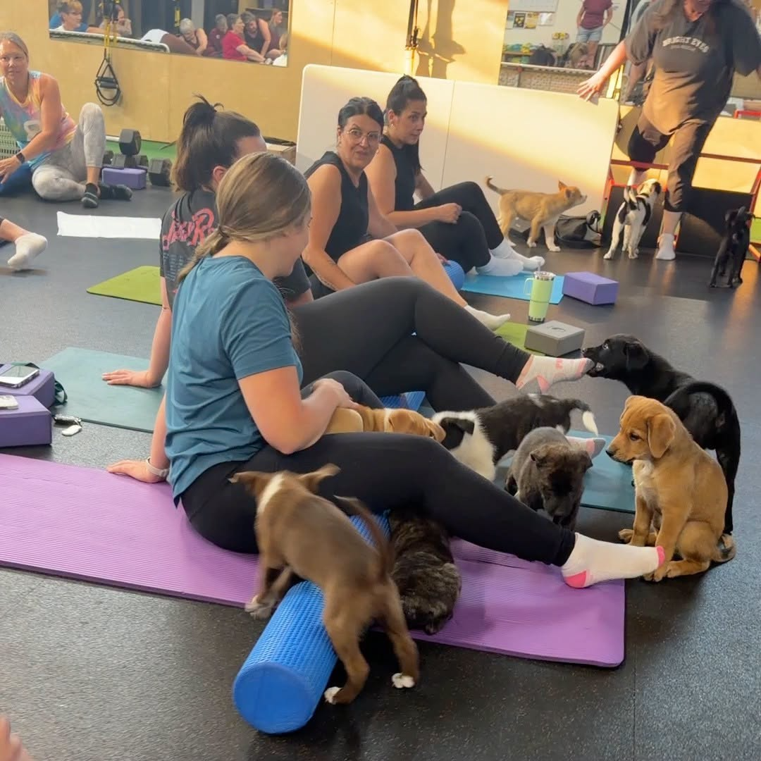 People participating in a dog yoga class, surrounded by playful puppies of various breeds and colors, sitting on yoga mats in a gym or studio.