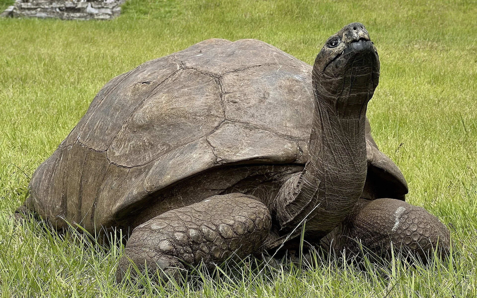 Les tortues géantes : comment vivent-elles plus de cent ans ?