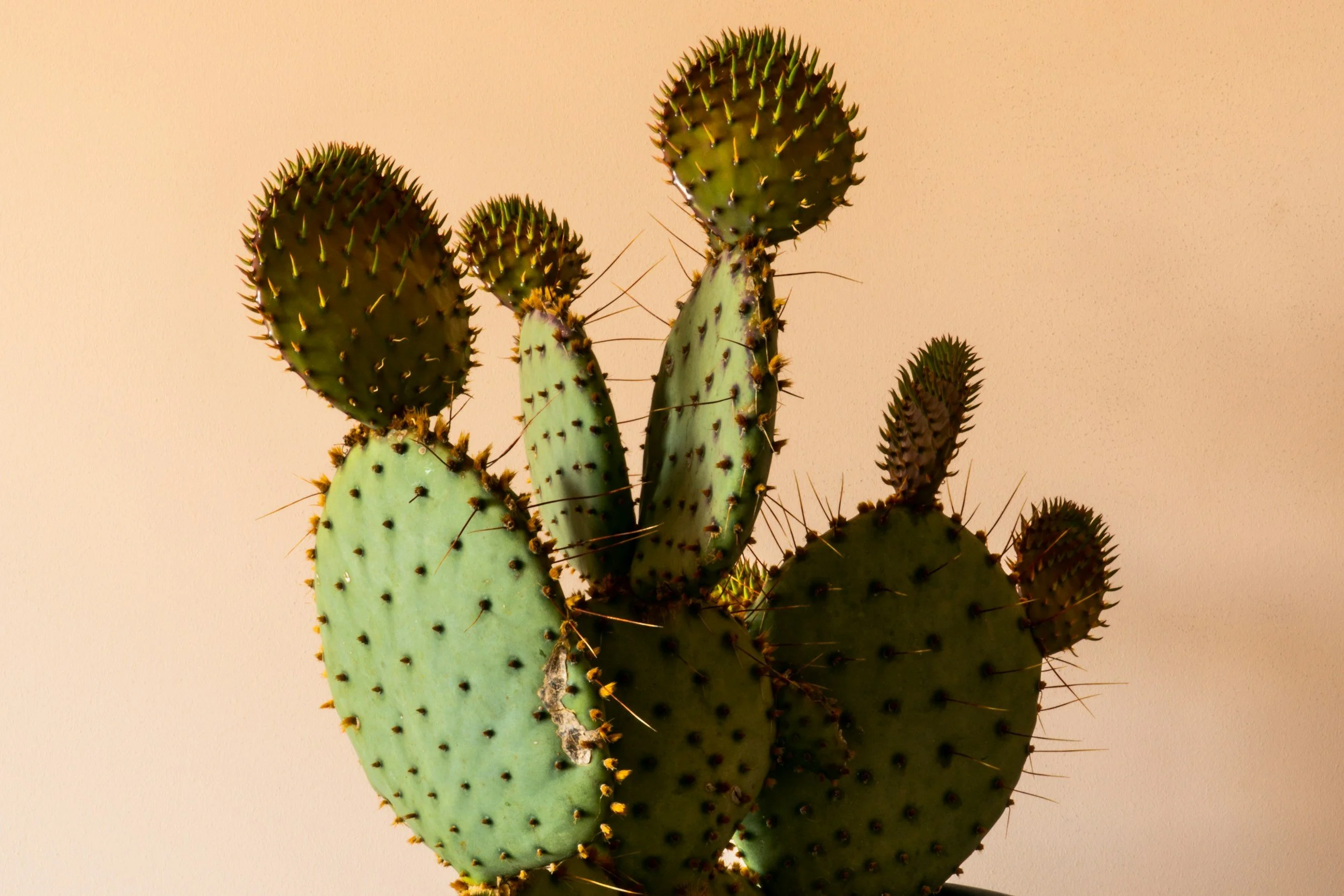 Cactus symbolising a pain trigger as well as resilience.