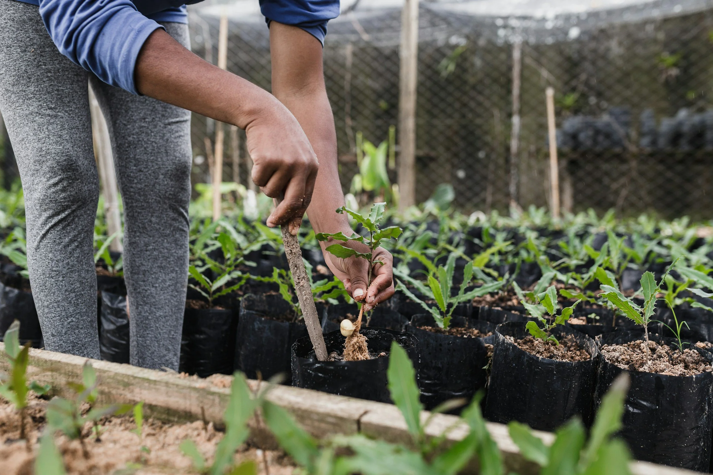 A person planting a small seedling in a garden bed with black plastic mulch, surrounded by green plants, with a fence in the background.