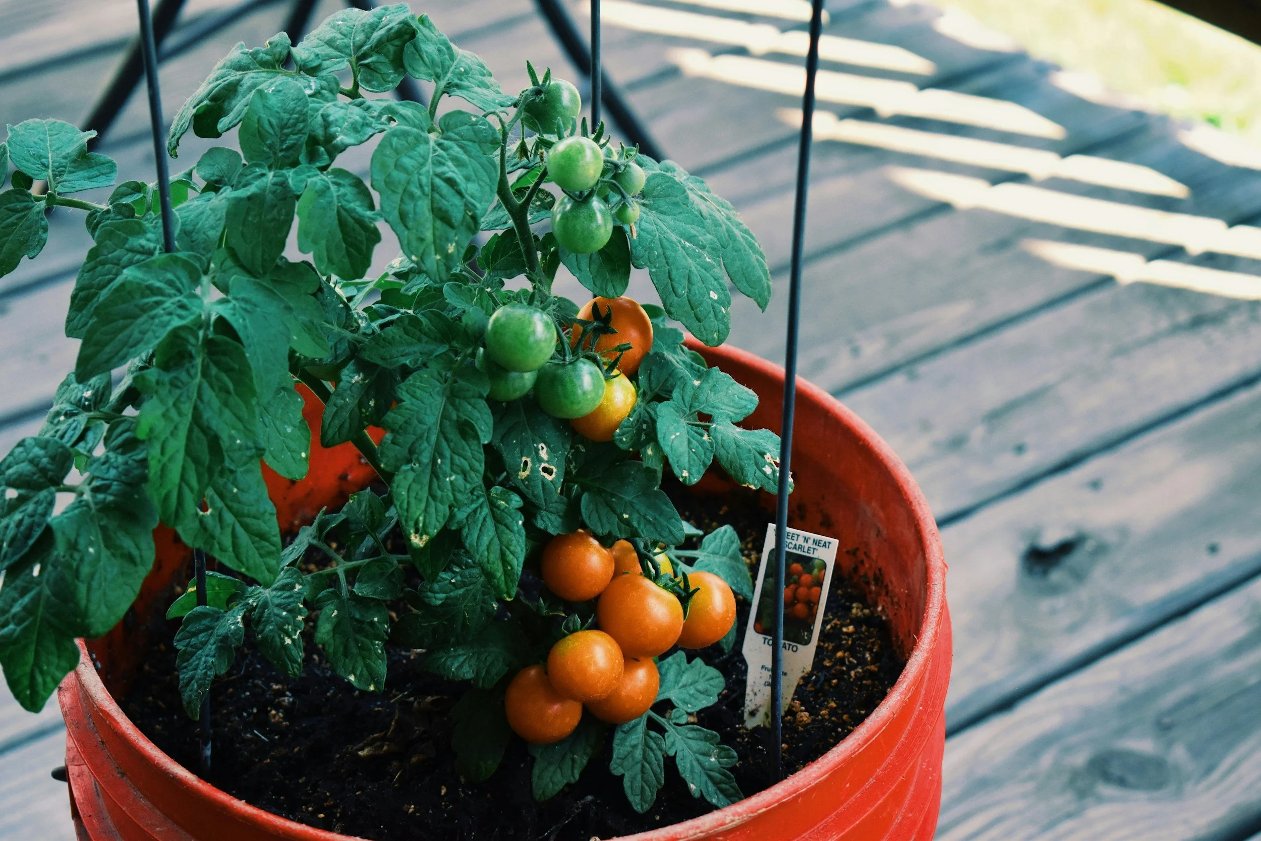 A potted tomato plant growing in a red container with green and ripe orange tomatoes, placed on a wooden deck.