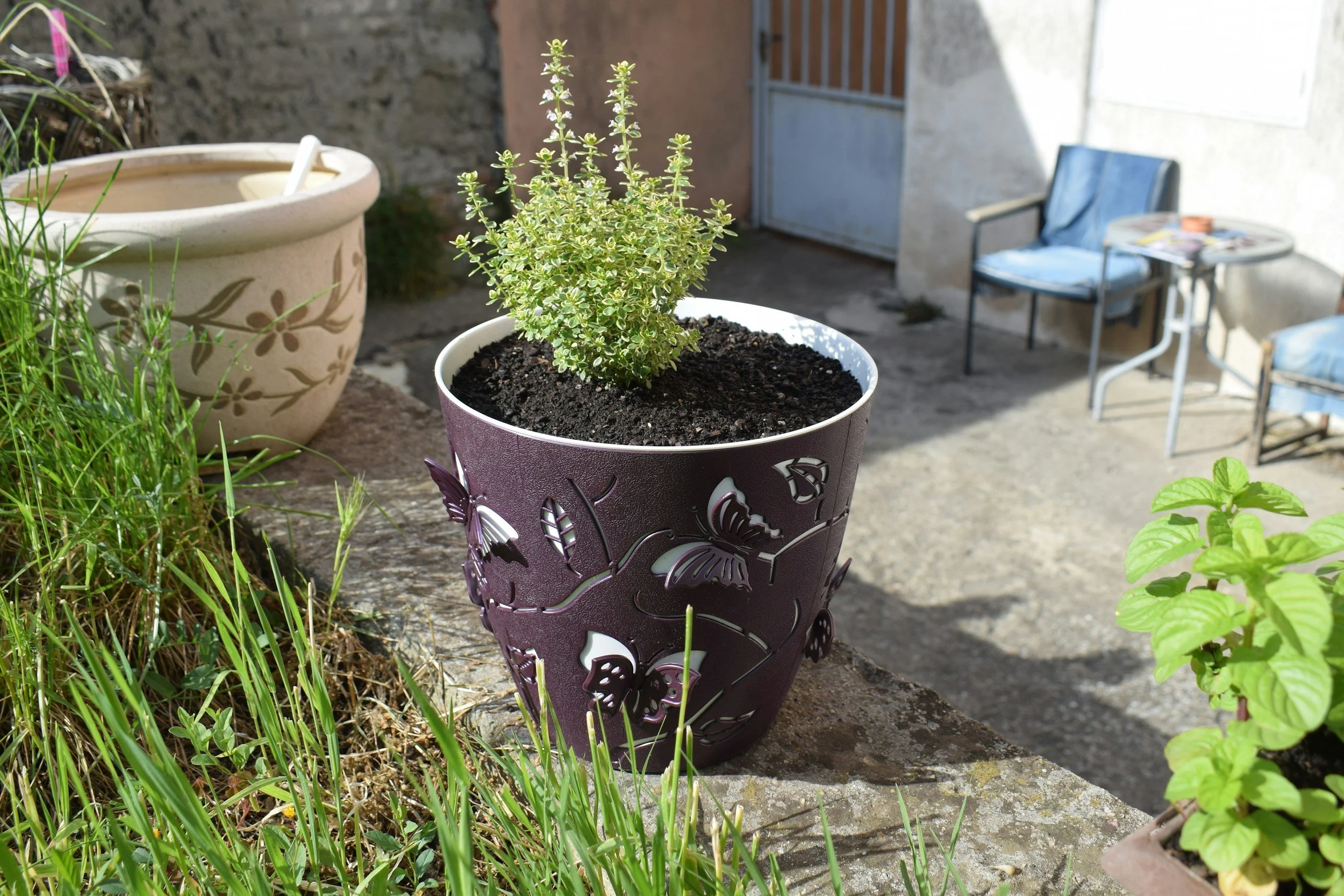 A potted plant with green and cream variegated leaves on a patio. In the background, there are outdoor chairs and a small table with magazines, against a stone and stucco wall.