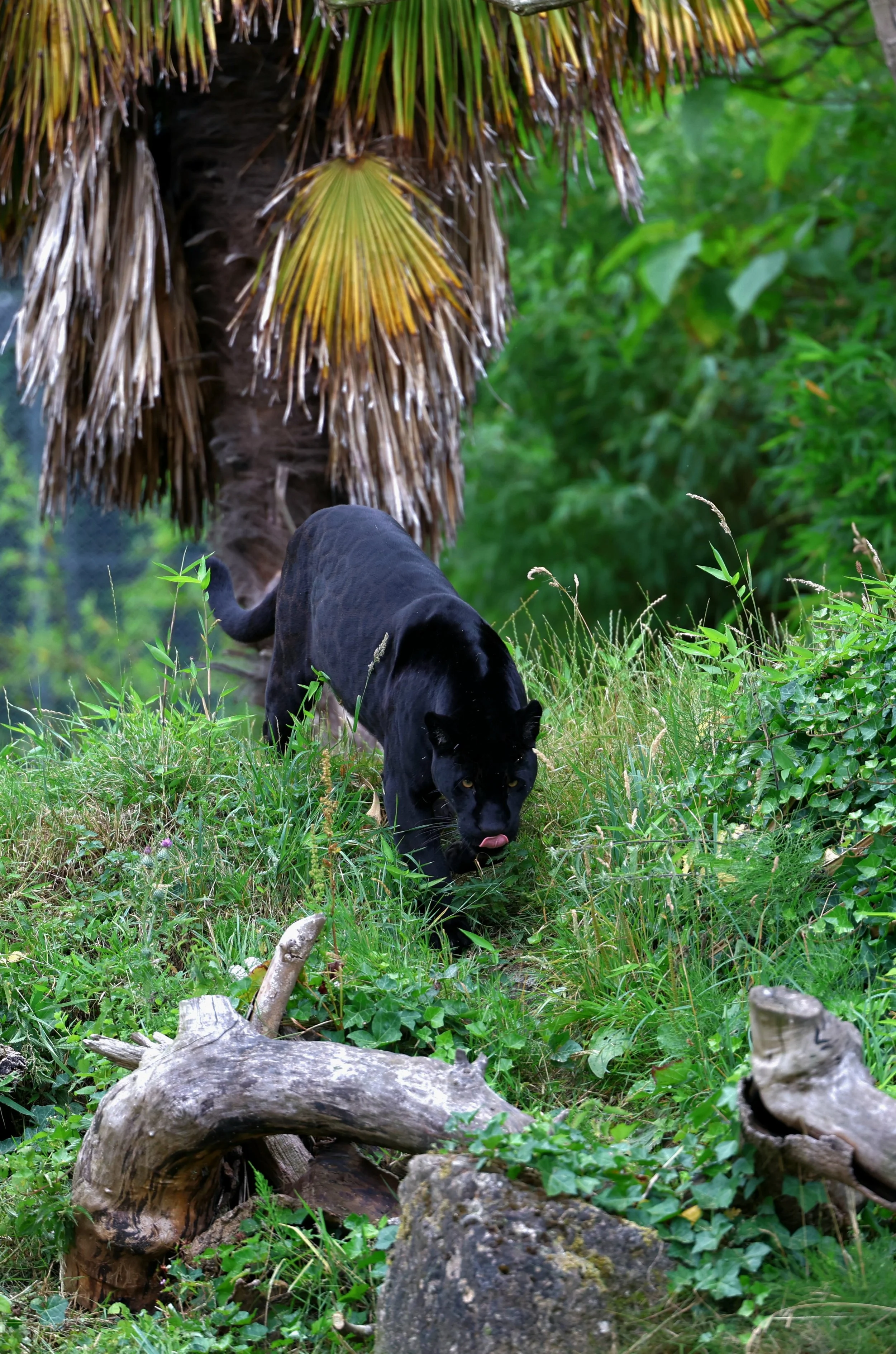 A black dog with tan markings on its face and paws, walking through green grass and plants near a fallen log and tree trunk with large dried palm leaves overhead.