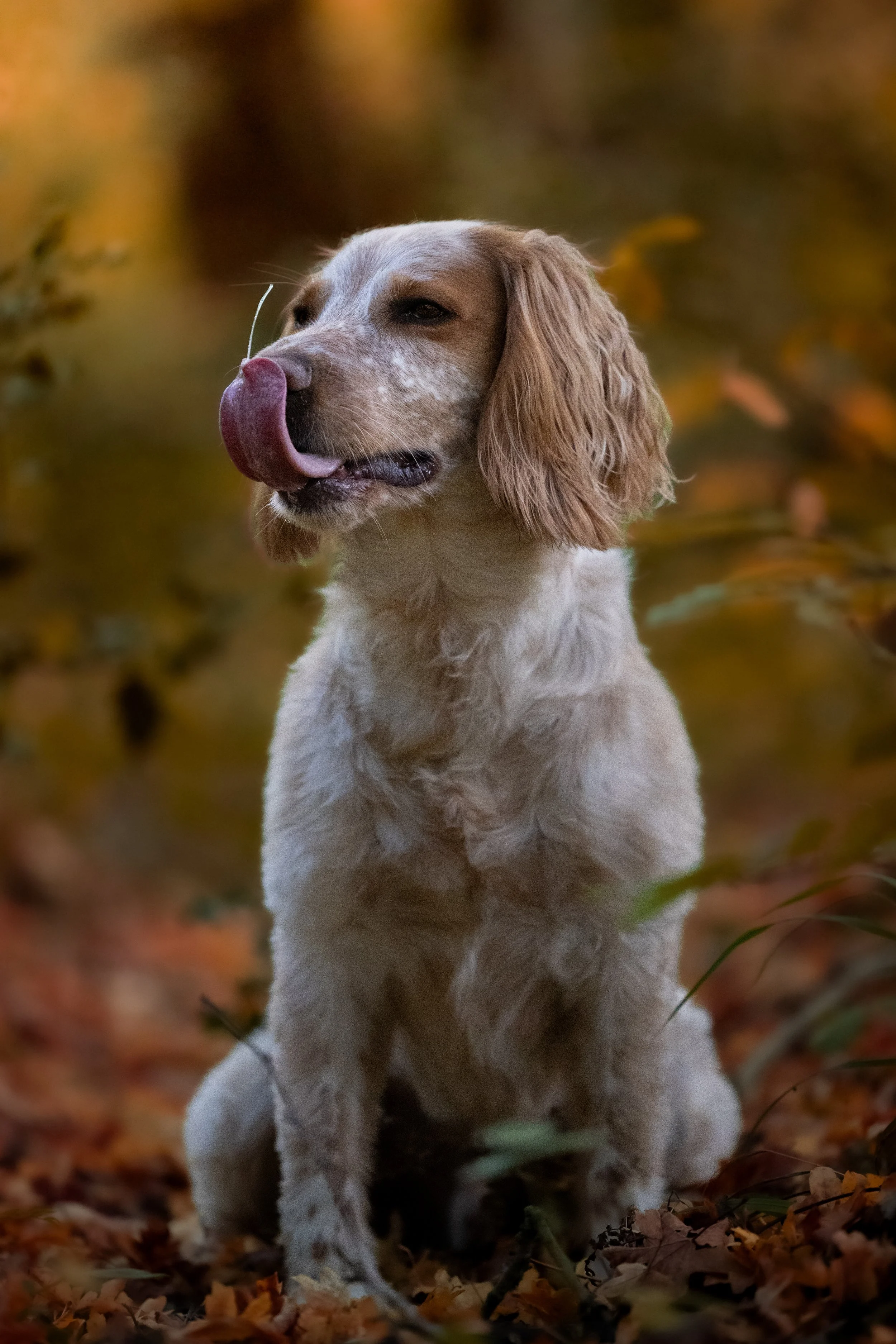 A golden retriever puppy with floppy ears sitting outdoors surrounded by autumn leaves, licking its nose.