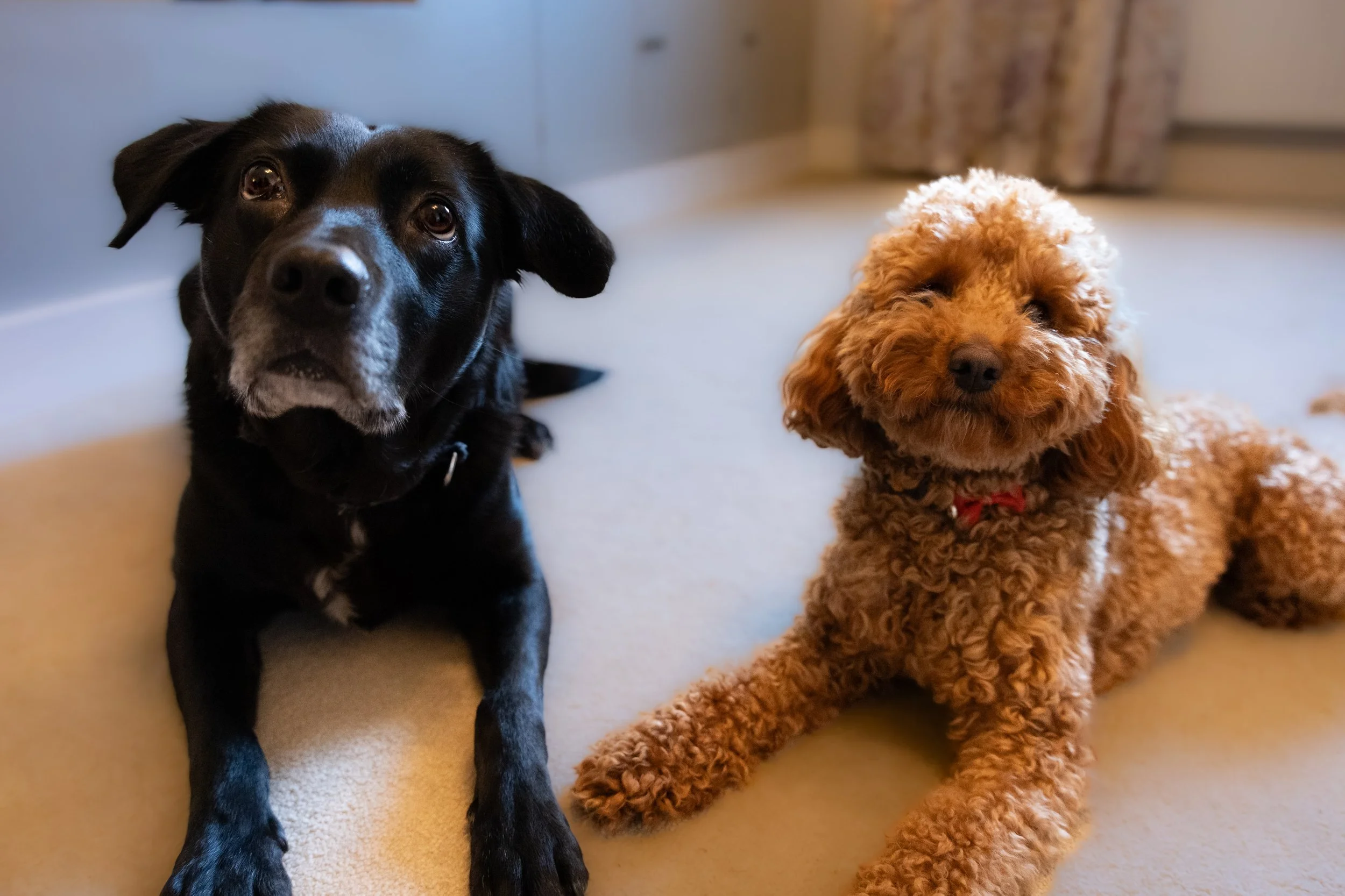 Two dogs, one black with a white snout and one curly brown, lying on a beige carpeted floor indoors.