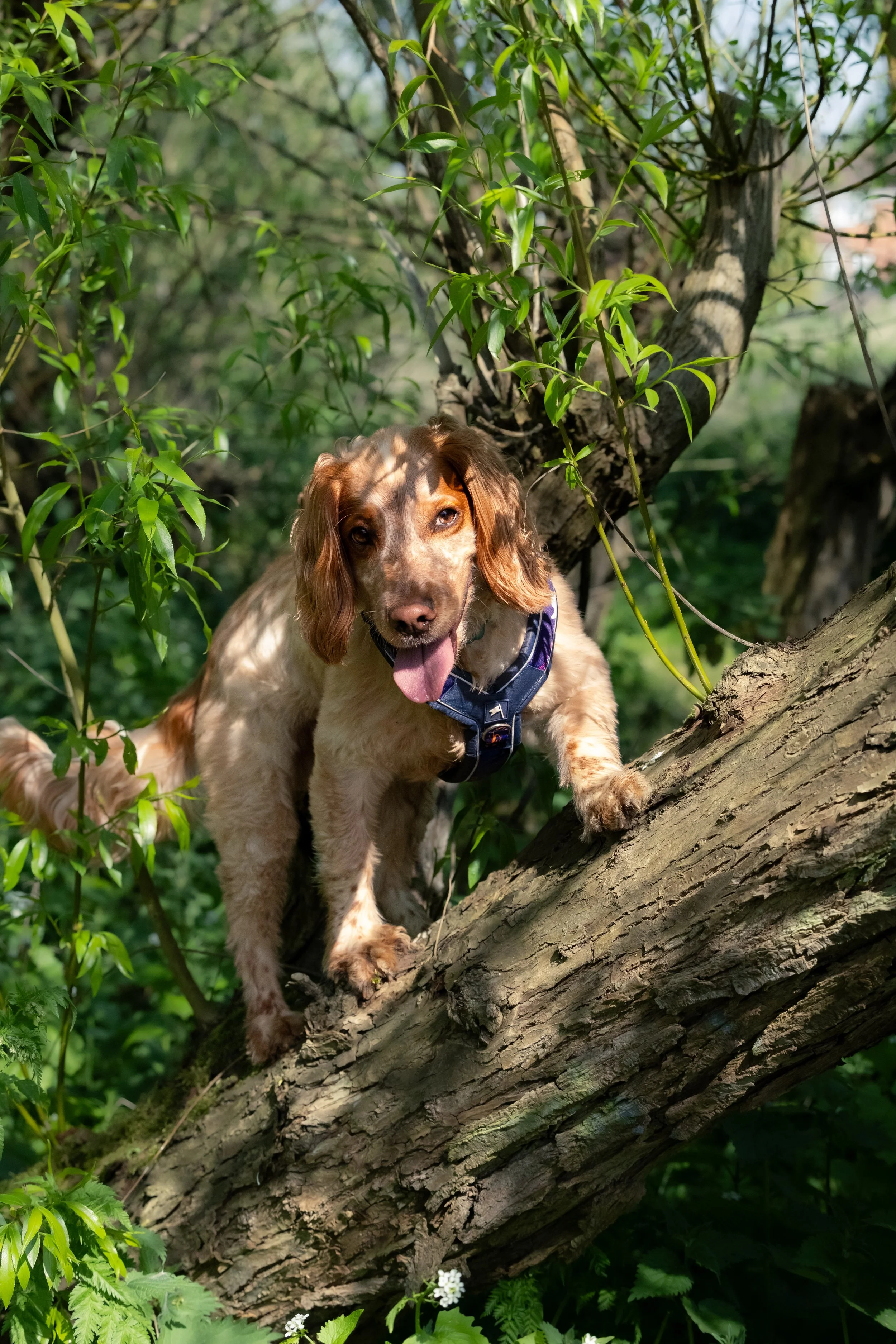 A dog with brown and white fur, floppy ears, and a purple harness, standing on a large tree branch among green leaves and foliage.
