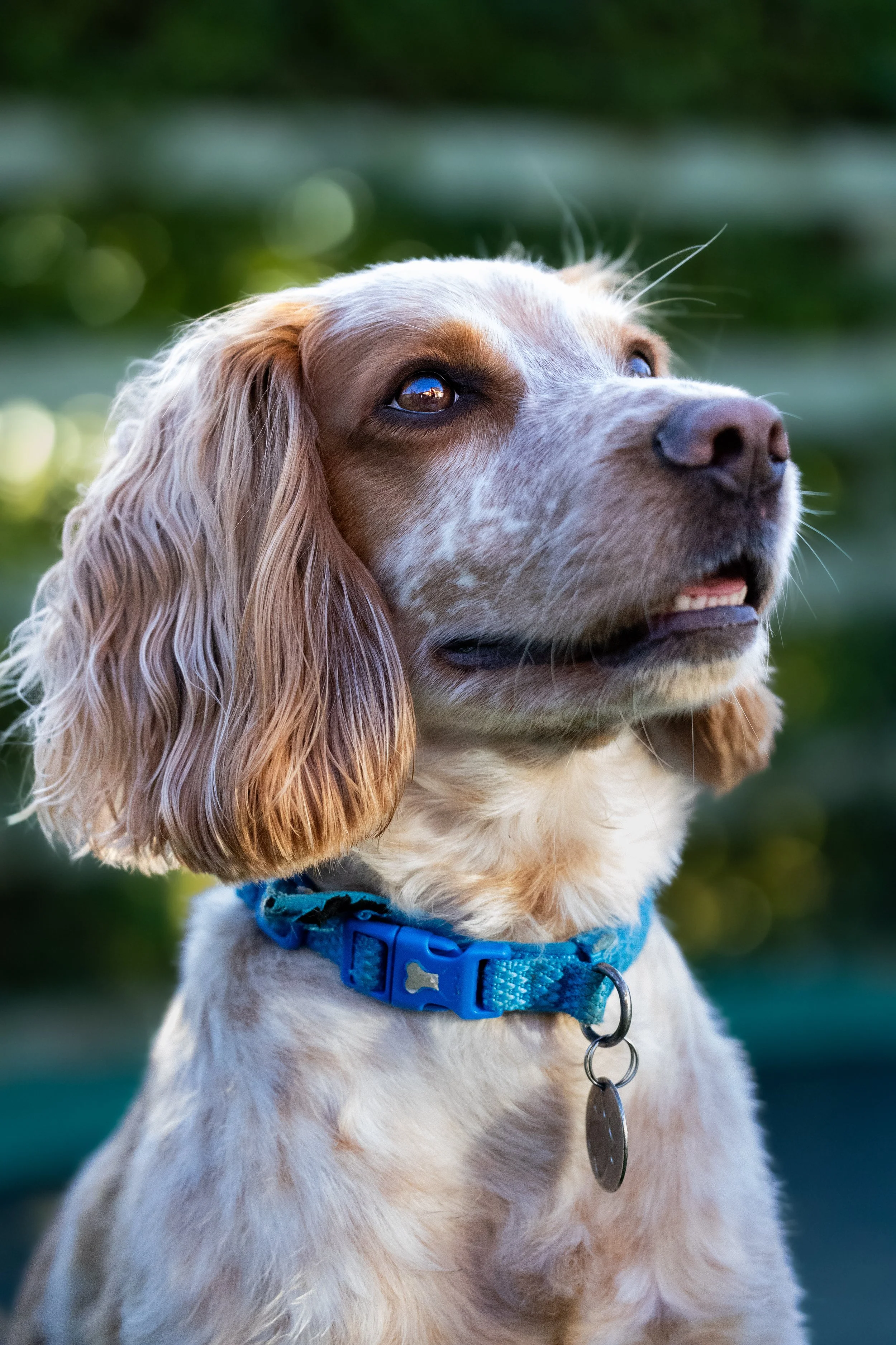 Close-up of a golden retriever puppy with long ears and a blue collar, outdoors with blurred green background.