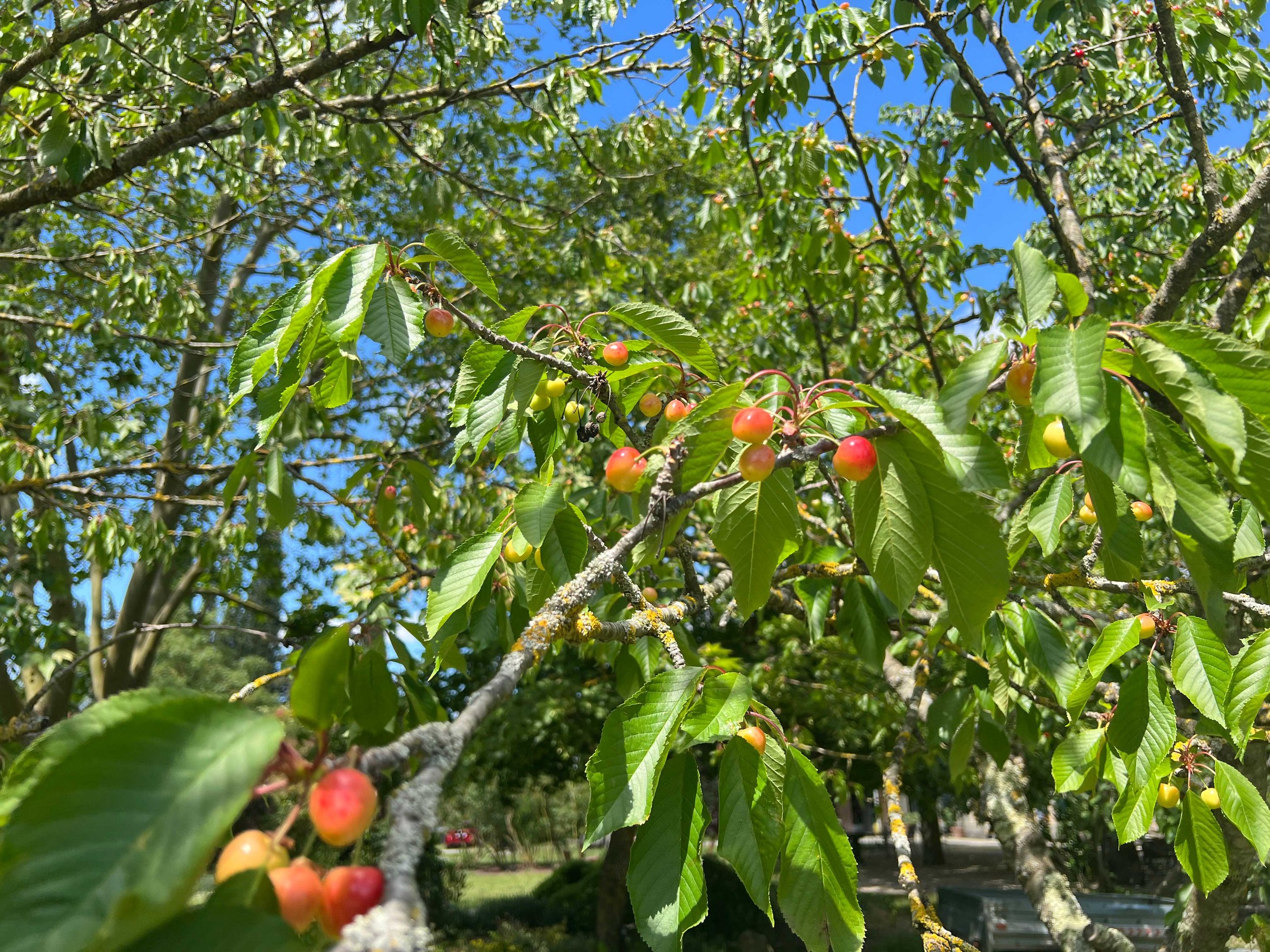 A cherry tree with green leaves and small ripening cherries against a blue sky.