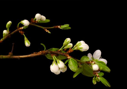 Close-up of a flowering branch with white blossoms and green leaves against a black background.