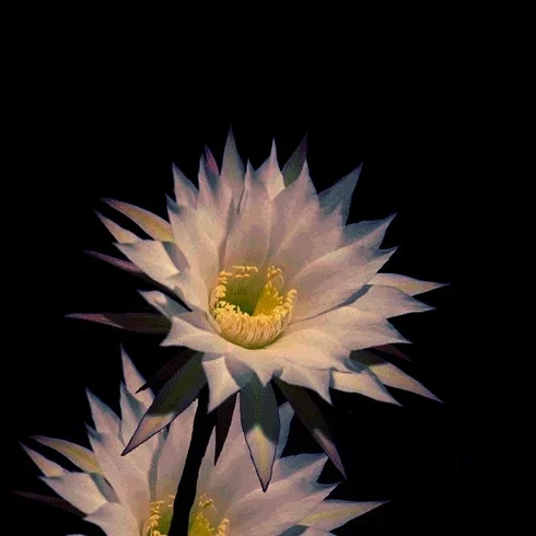 Close-up of a blooming cactus flower with light-colored petals and yellow center against a black background.