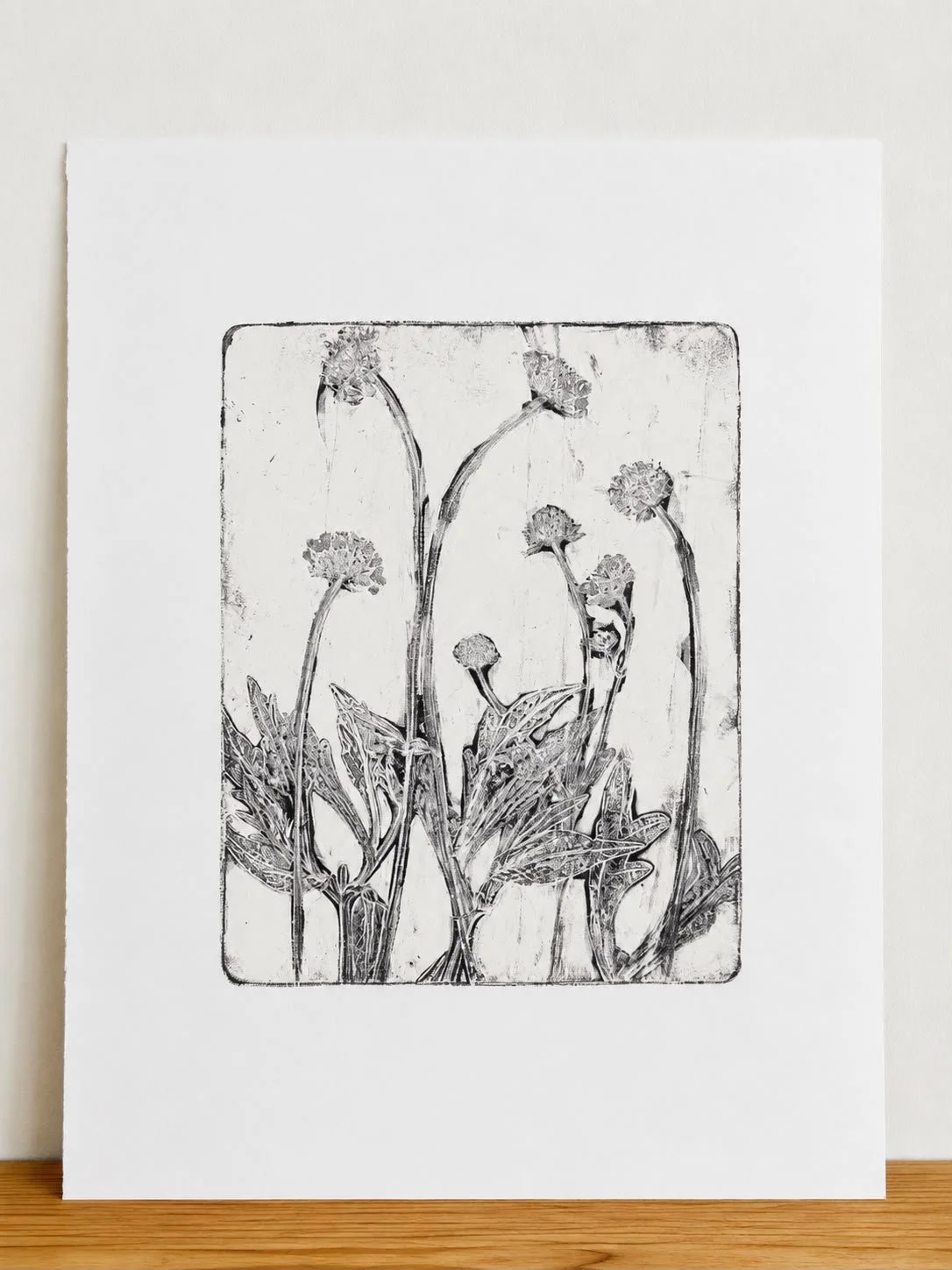 Centaurea