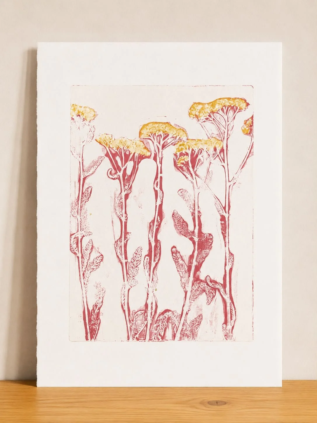 Achillea