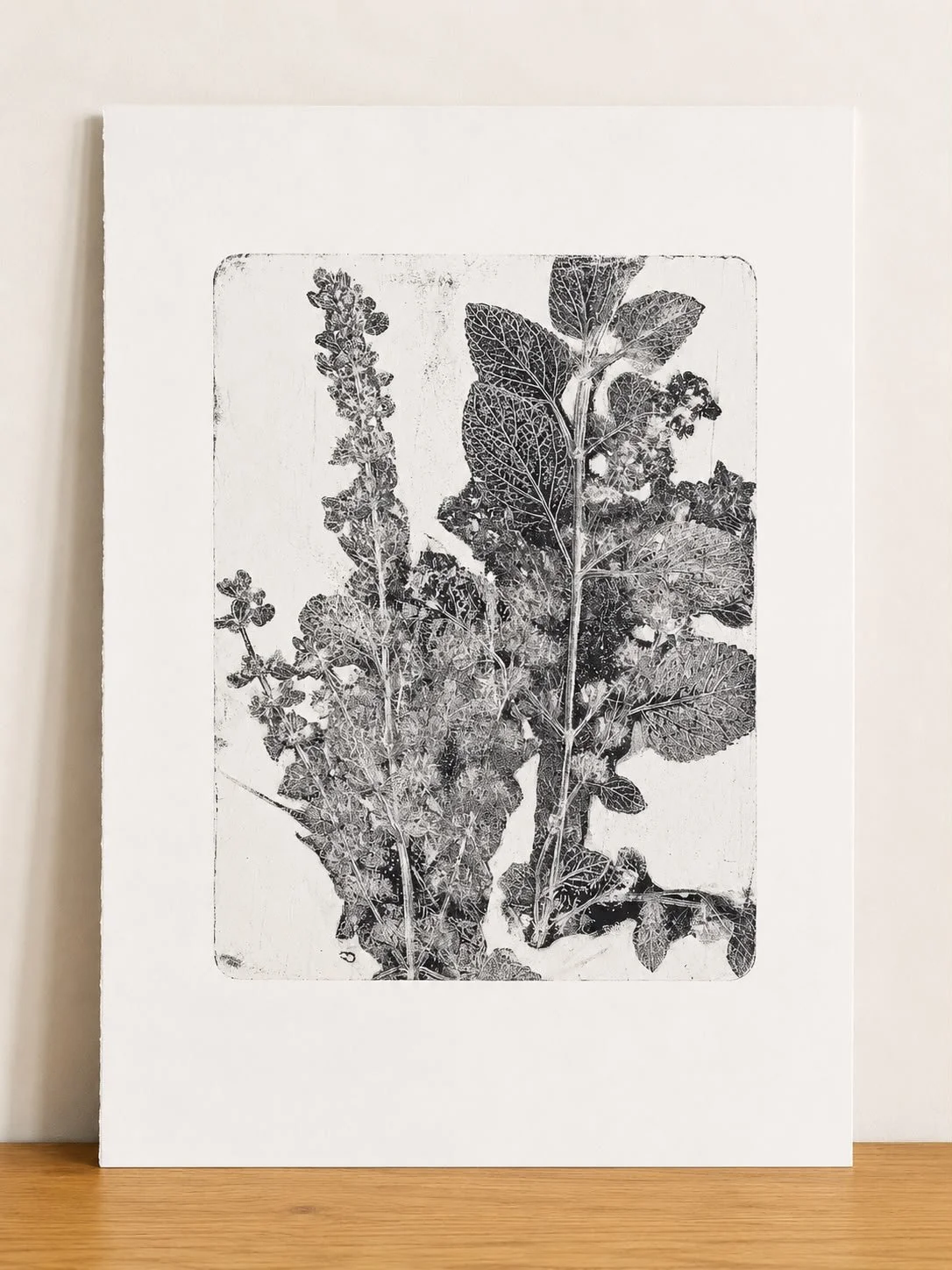 Lemon Balm