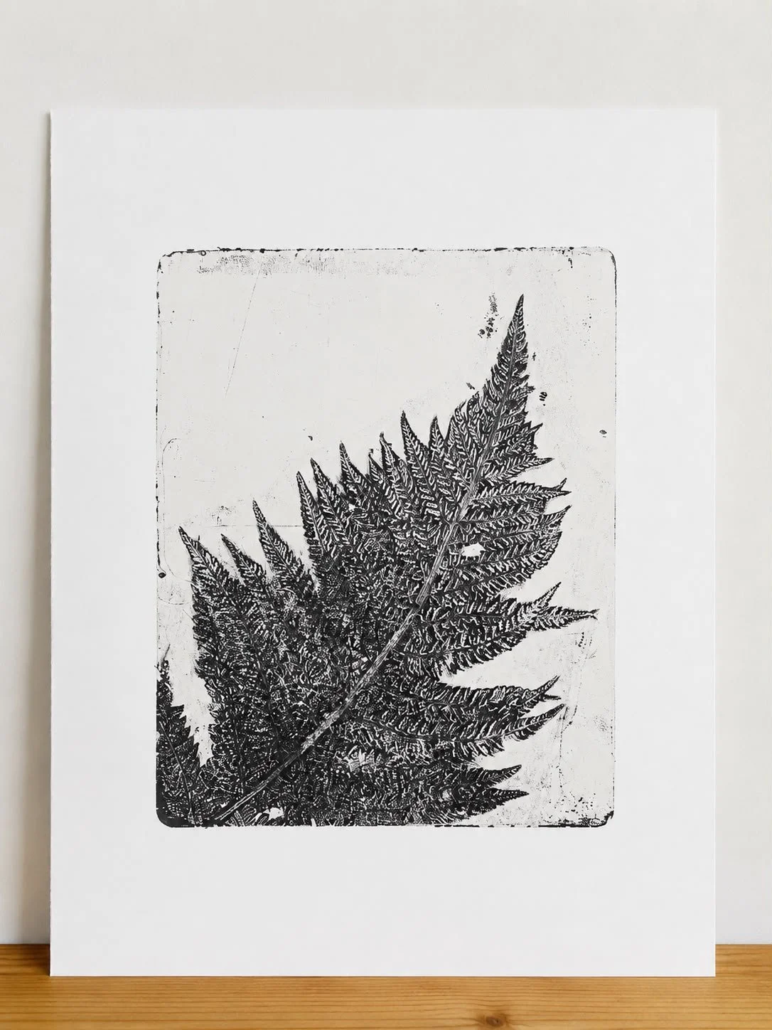 Fern