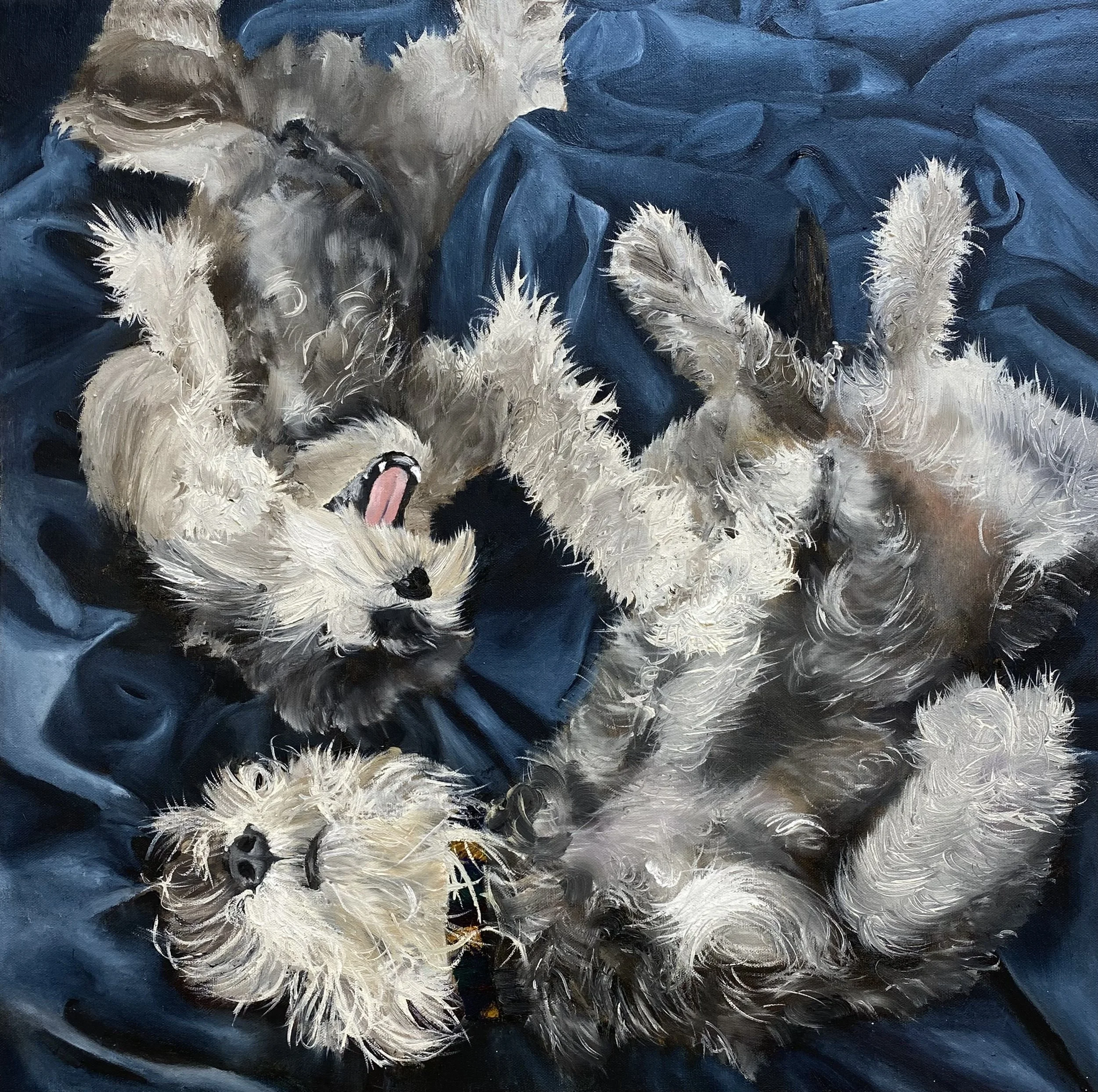 Portrait of a Siberian Husky puppy lying on a blue satin fabric, with fluffy white and black fur, blue eyes, and its tongue sticking out.