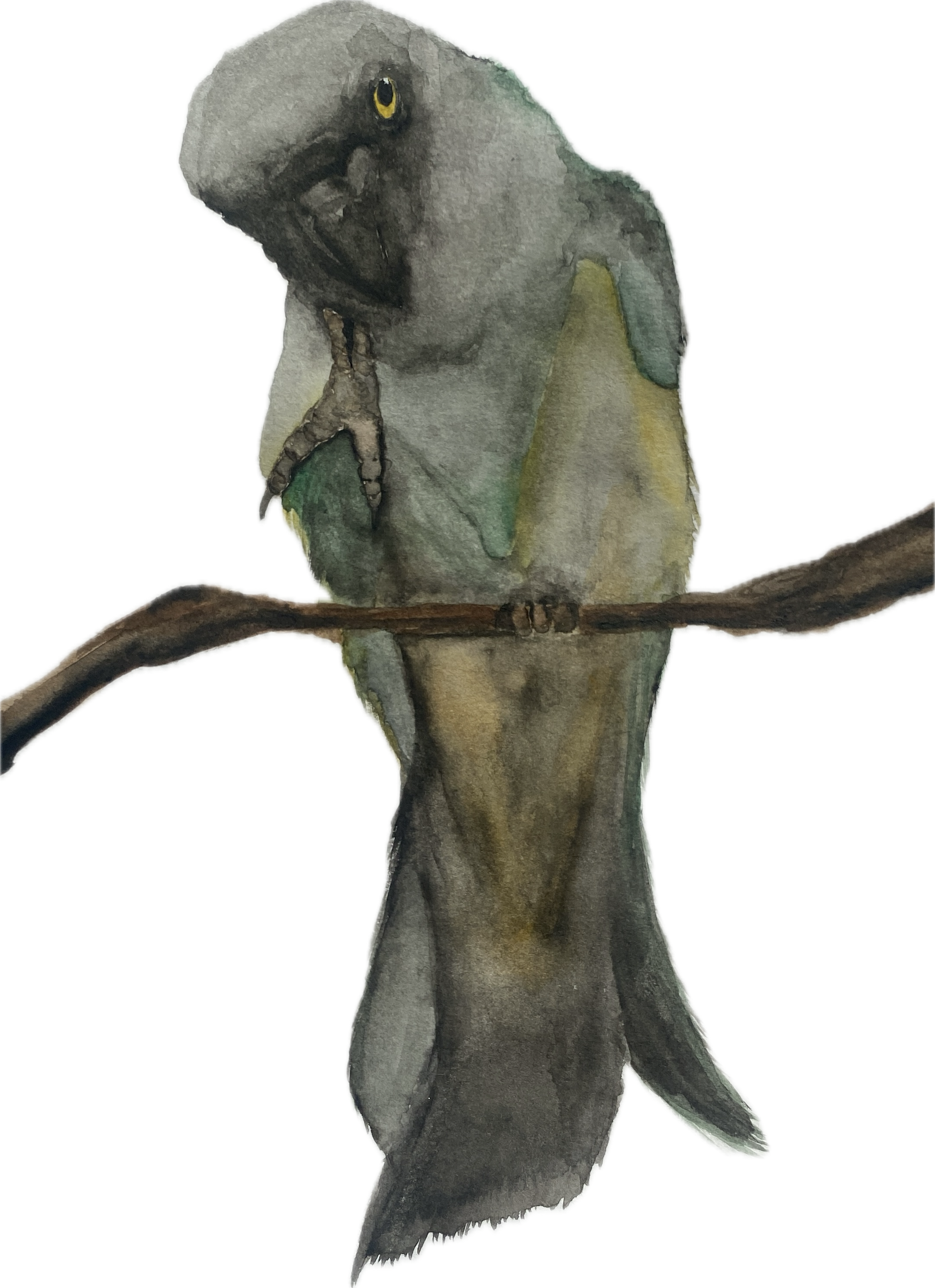 Watercolor painting of a bird with yellow eyes, perched on a branch, facing slightly to the left. Custom pet portrait of a parrot