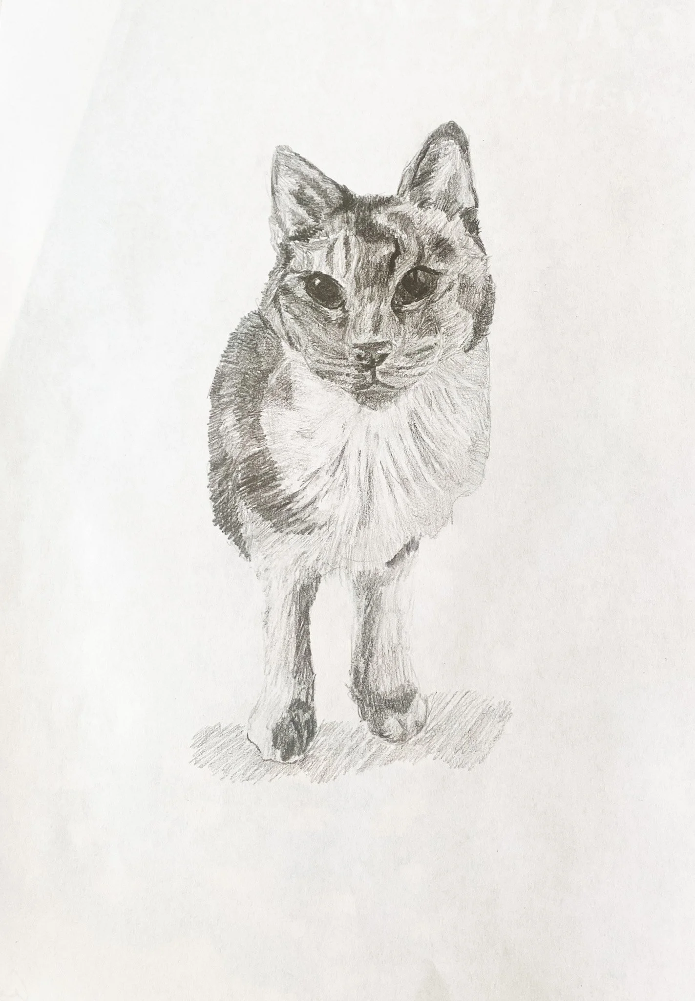 Pencil sketch of a cat with detailed fur and expressive eyes, standing on a white background.