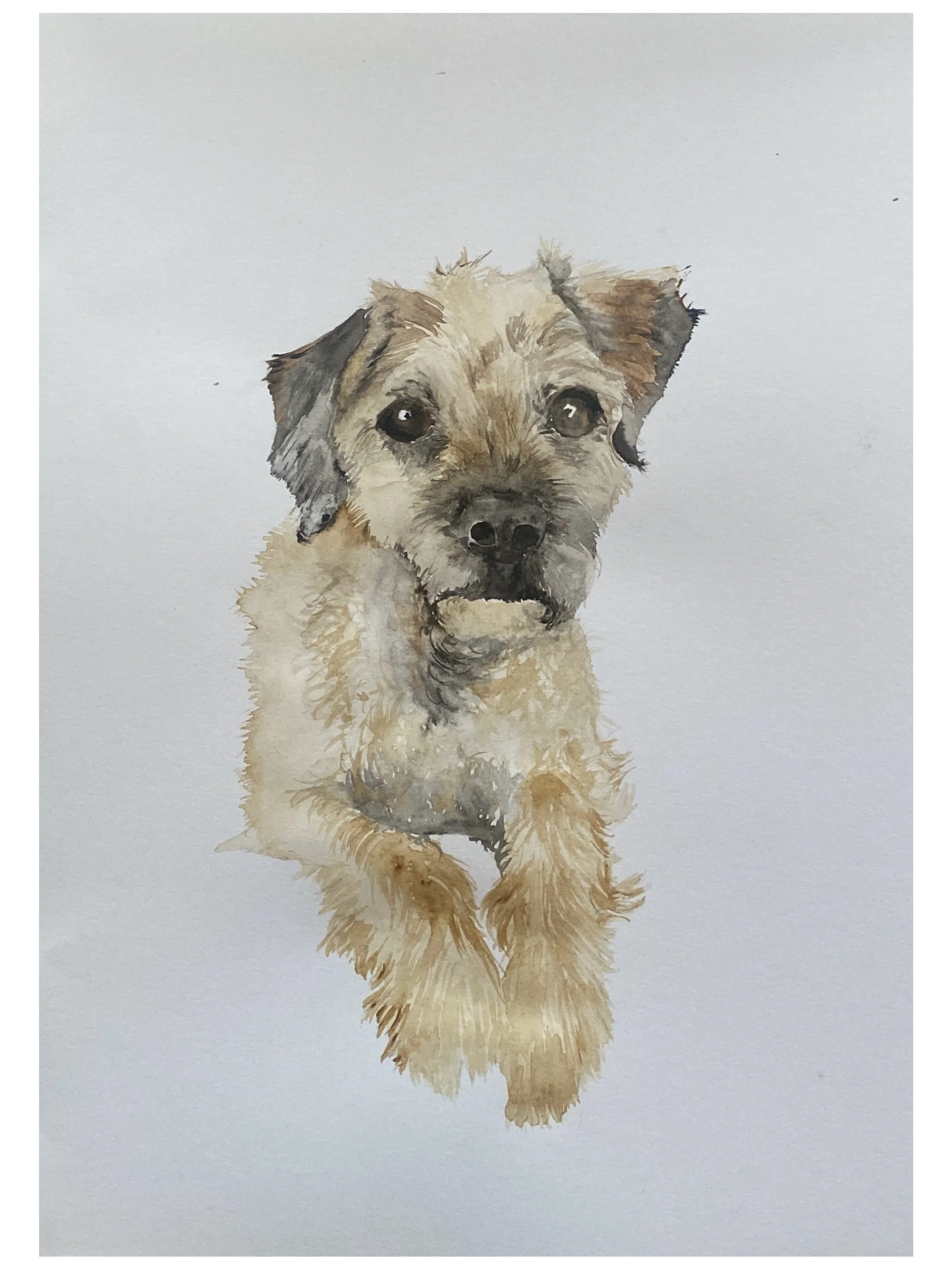 Watercolor painting of a small, fluffy dog with brown and black fur, looking directly at the viewer on a light background.