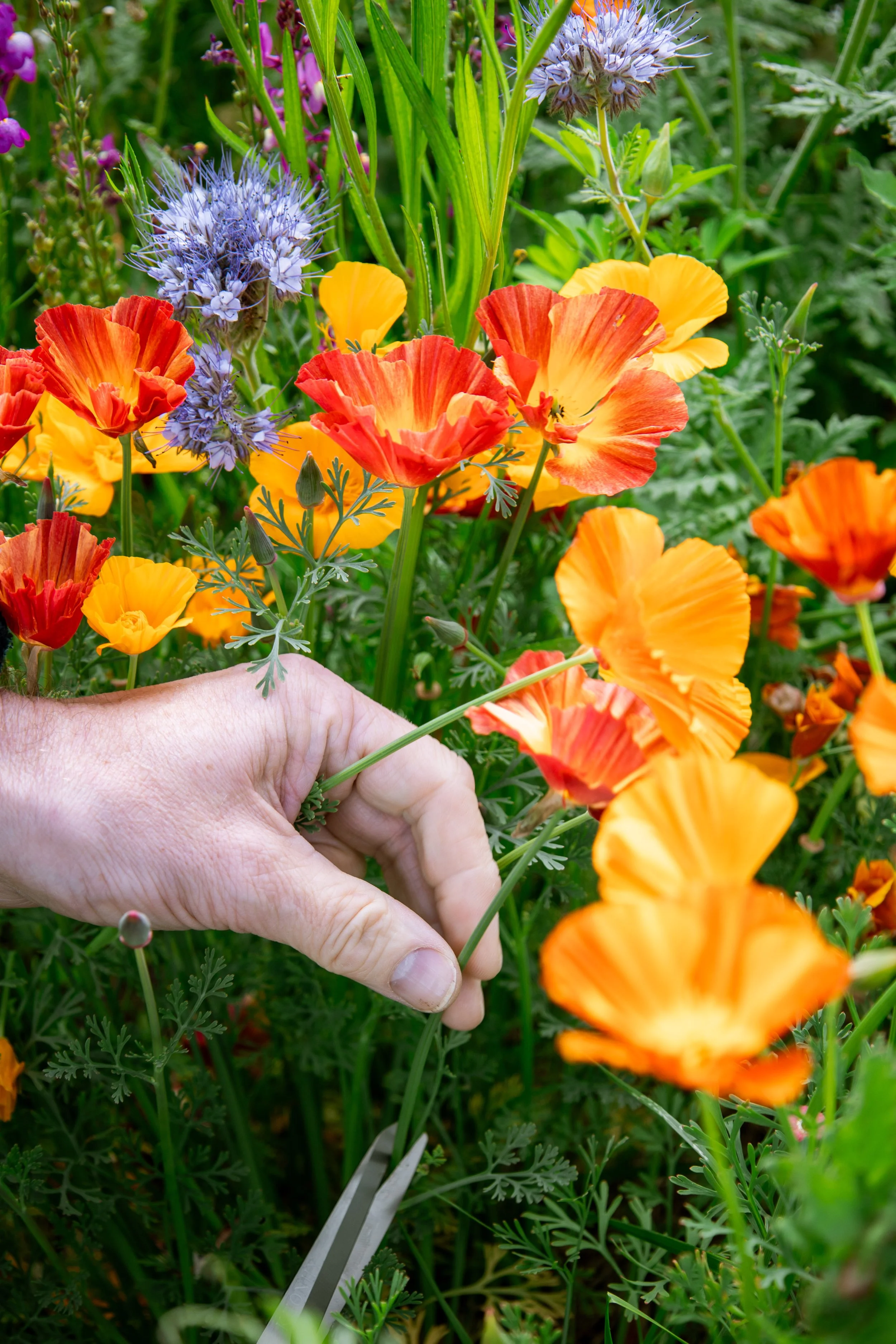flower2.jpg
