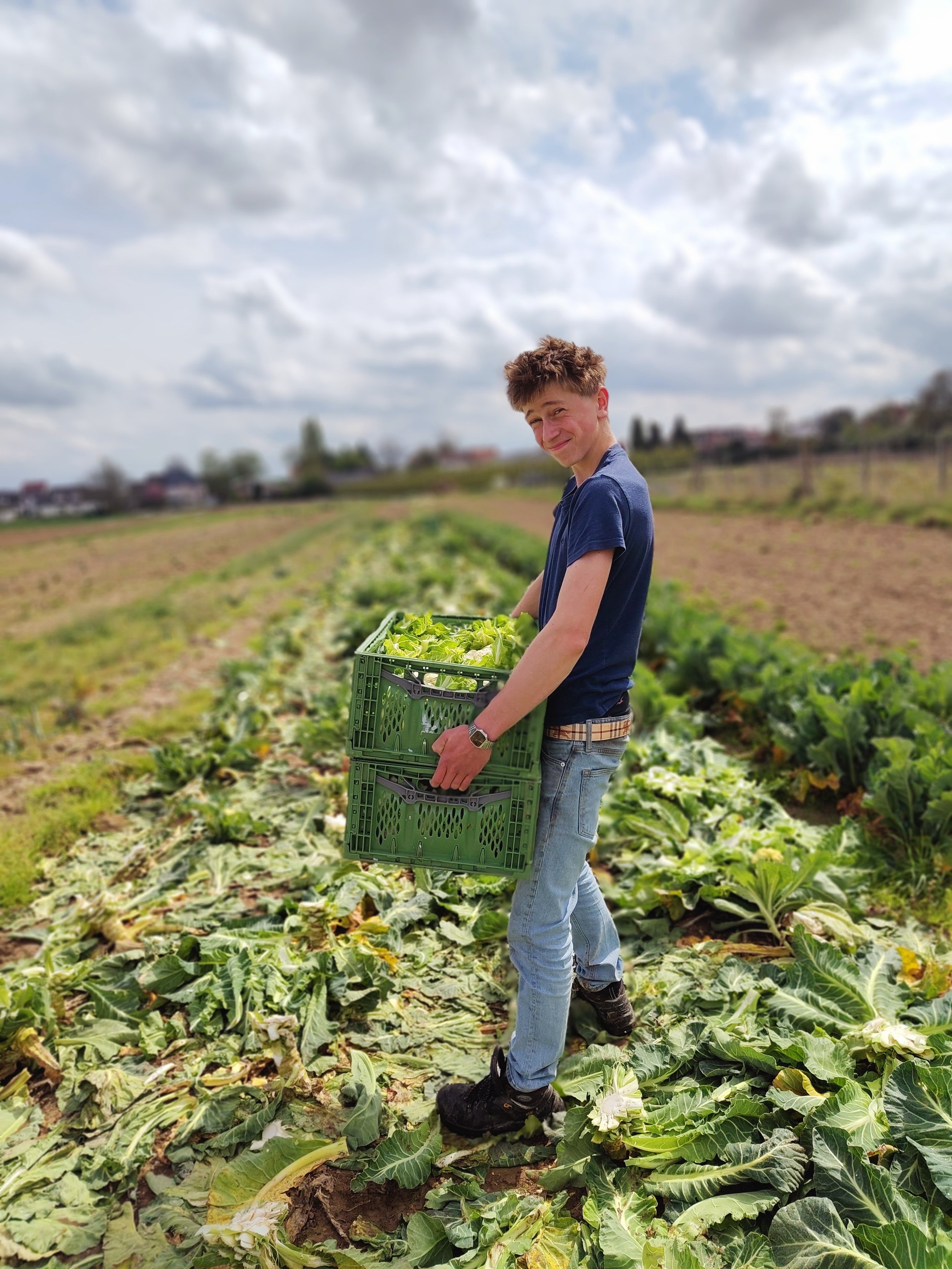 Jongen die op een veld met boerenkool staat en een krat met boerenkool vasthoudt.