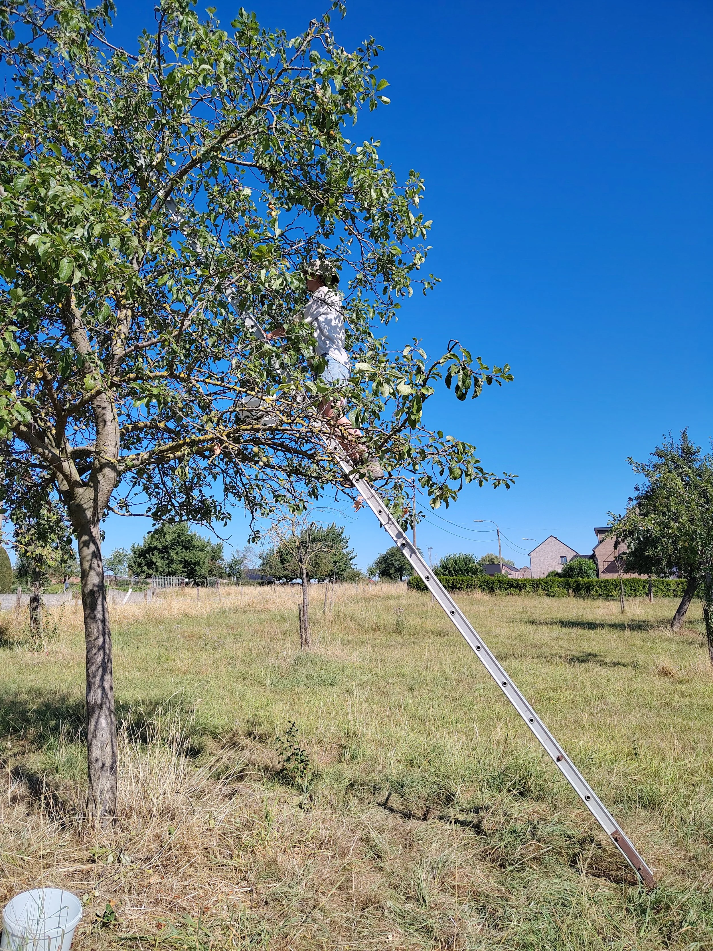 Een persoon staat op een ladder die tegen een boom hangt en plukt iets uit de boom, onder een heldere blauwe hemel.