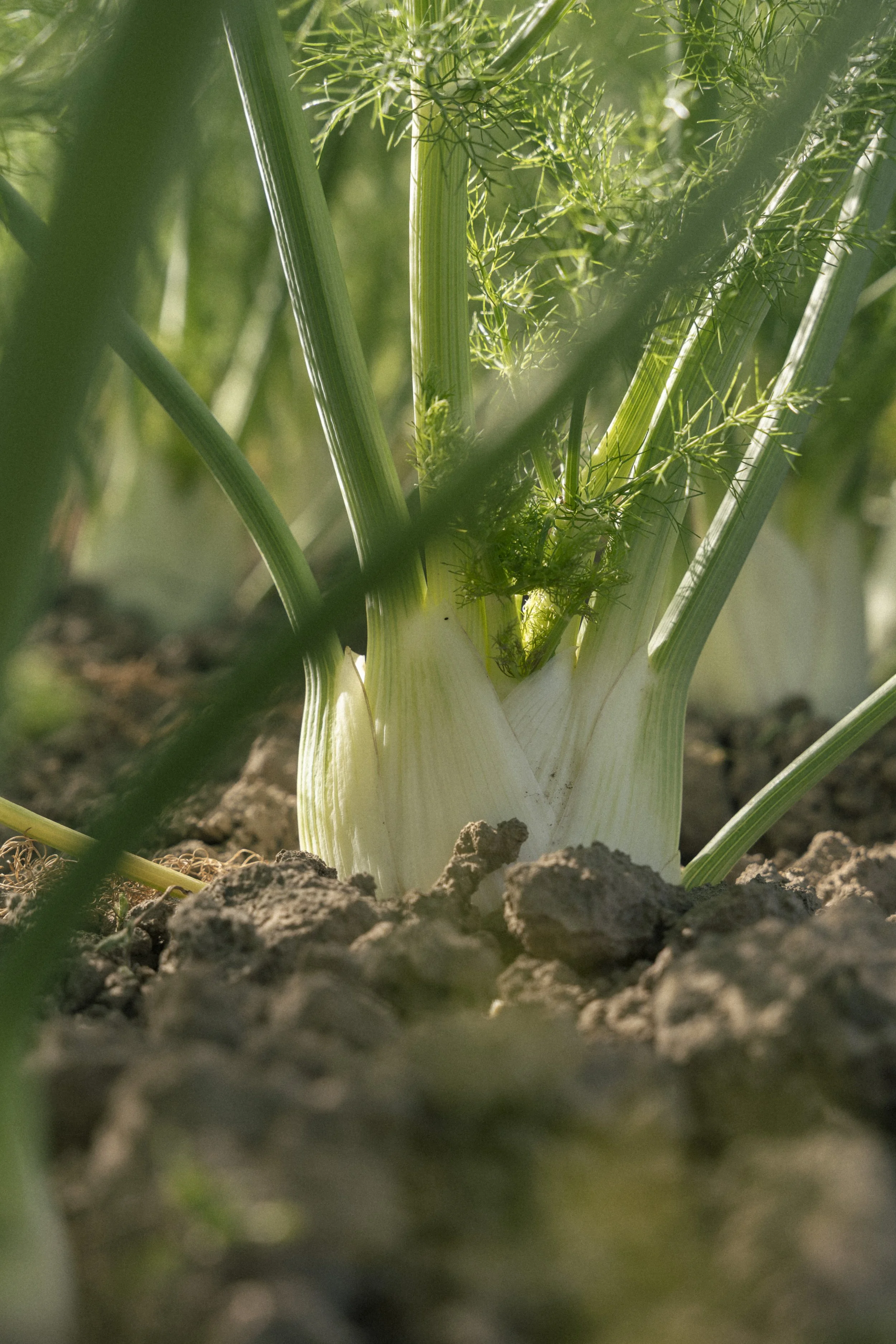 Close-up van een witte prei die uit de aarde groeit, met groene stengels en fijne sprietachtige bladeren.