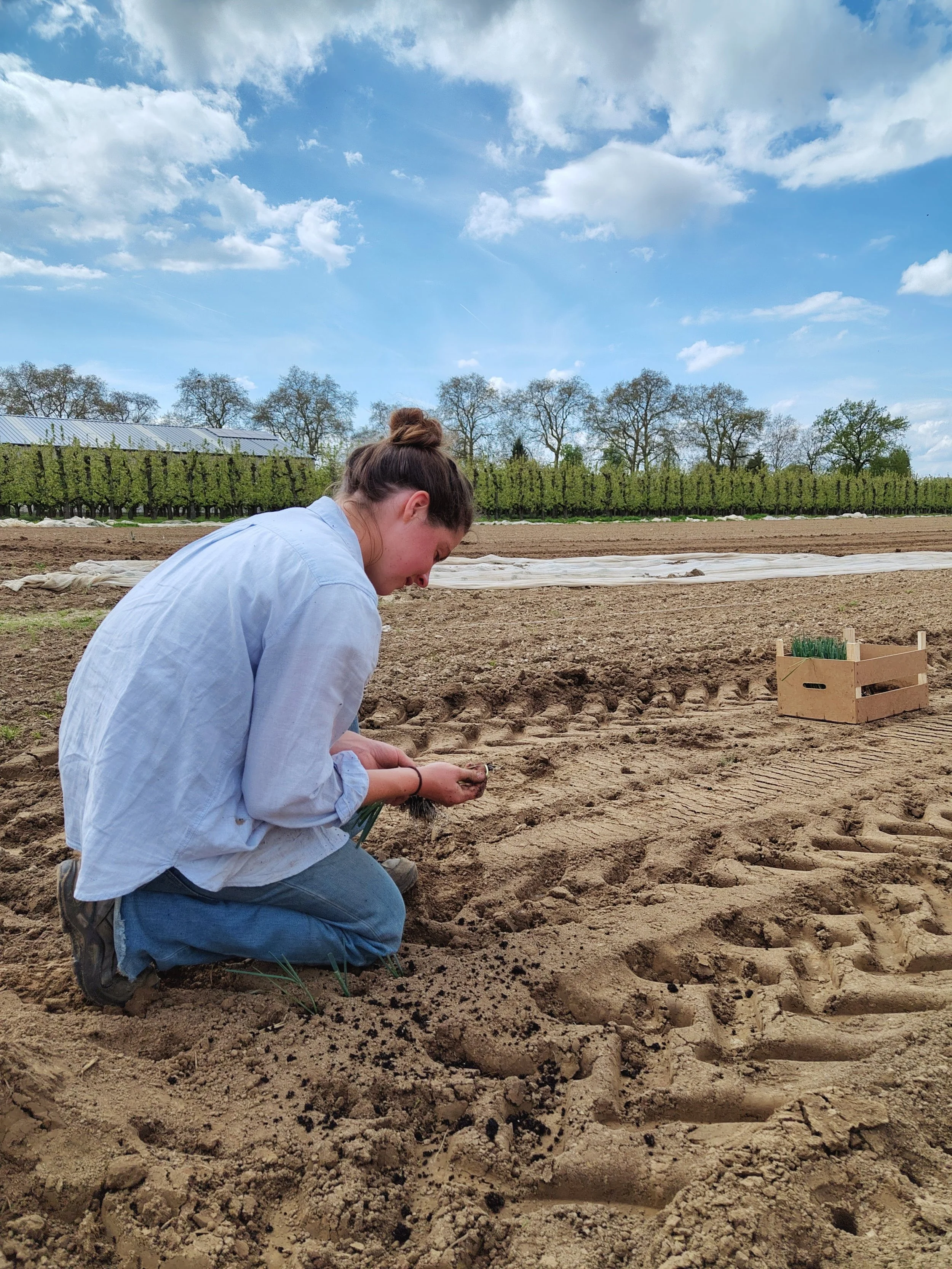 Jonge vrouw plant groenten in een veld onder een blauwe hemel met wolken, omringd door rijpe druiven en bomen.