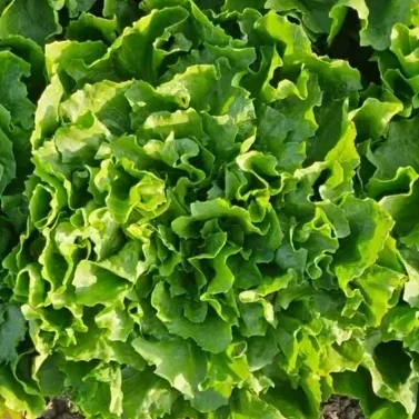 Slab sla met groene slablaadjes.