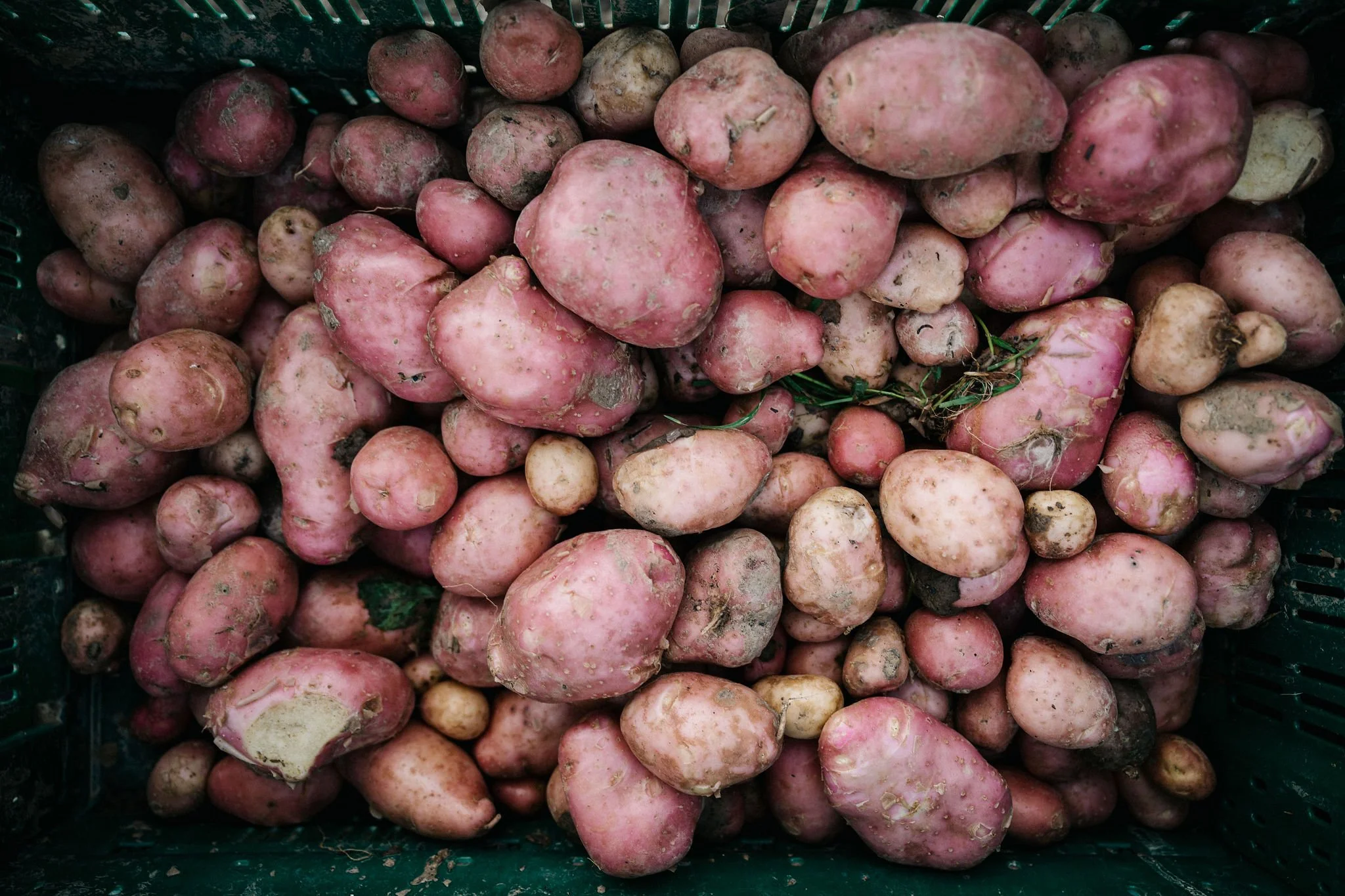 Een mand met verse, nog niet schoongemaakte roze aardappels met wat aarde en gras.