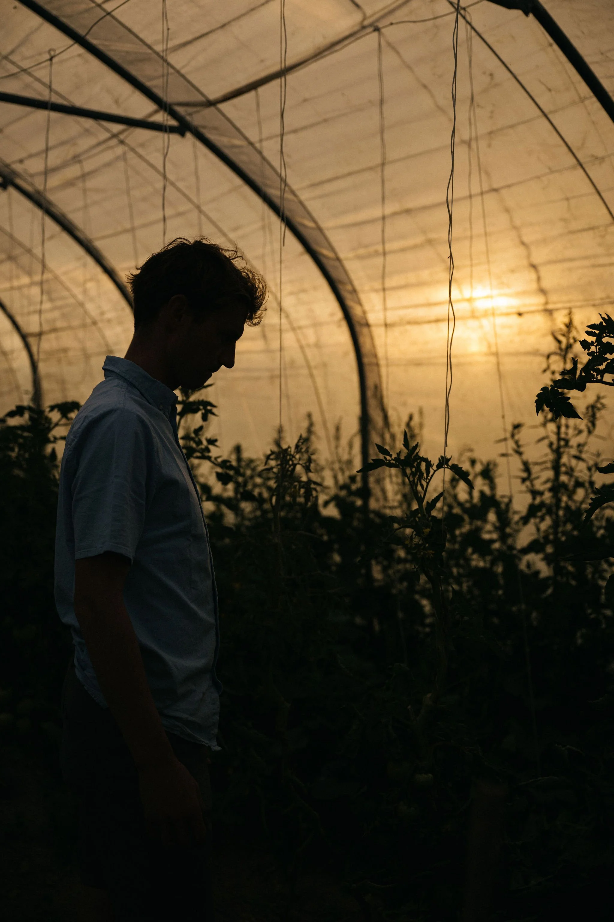 Man staat in een kas of tuin bij zonsondergang, silhouet zichtbaar, planten op de achtergrond.