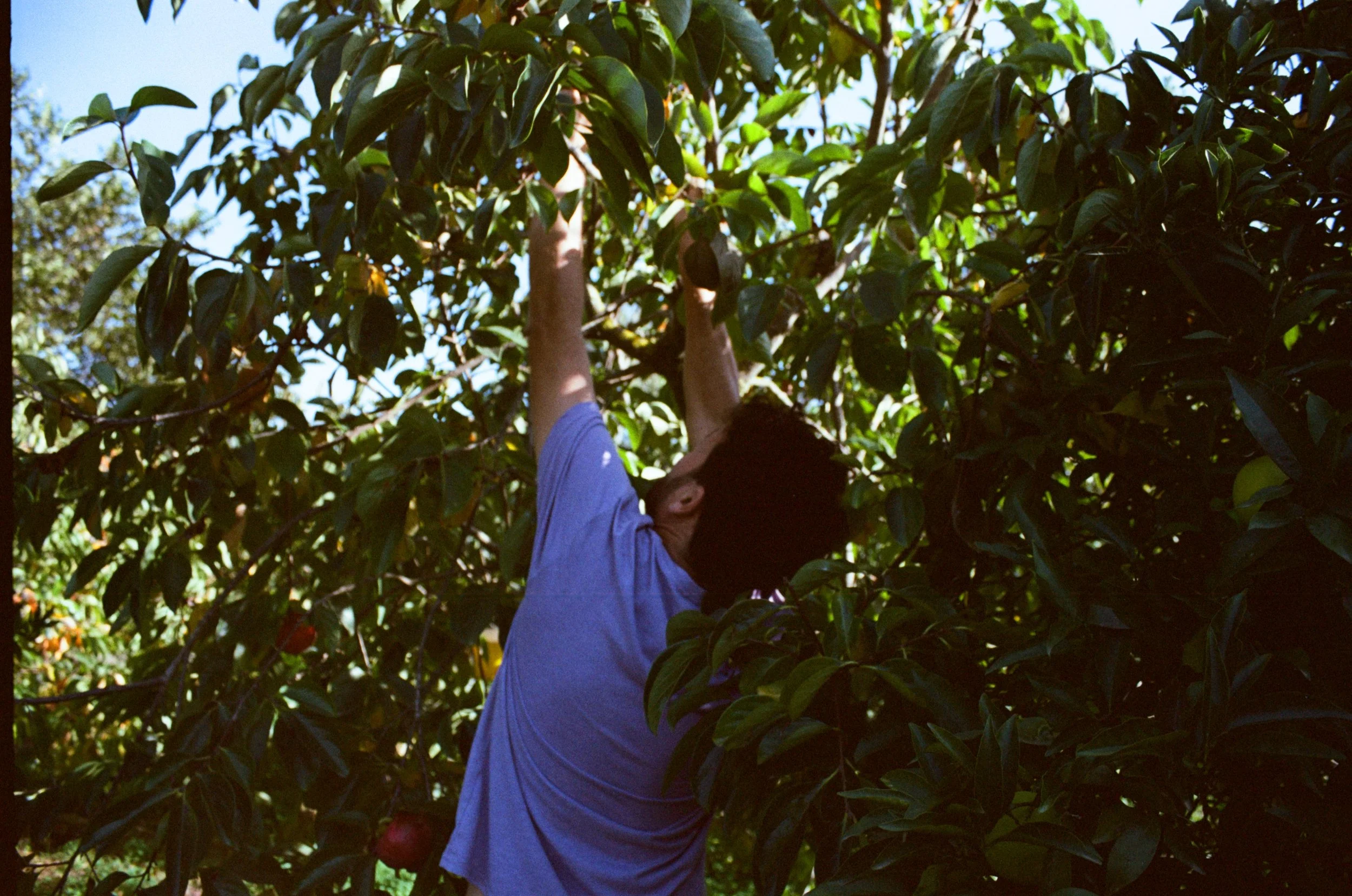 Persoon plukt fruit van een boom met grote, groene bladeren