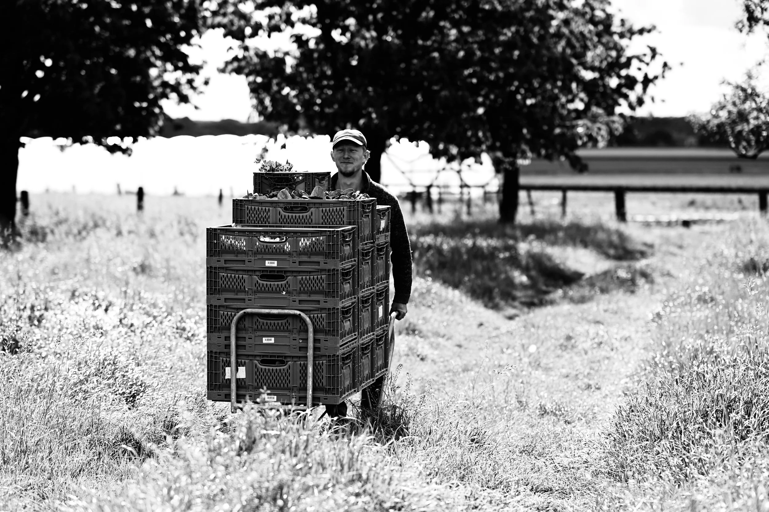 Man met hoed die met een handkar met kratten met fruit door een veld rijdt, bomen op de achtergrond, in zwart-wit foto.