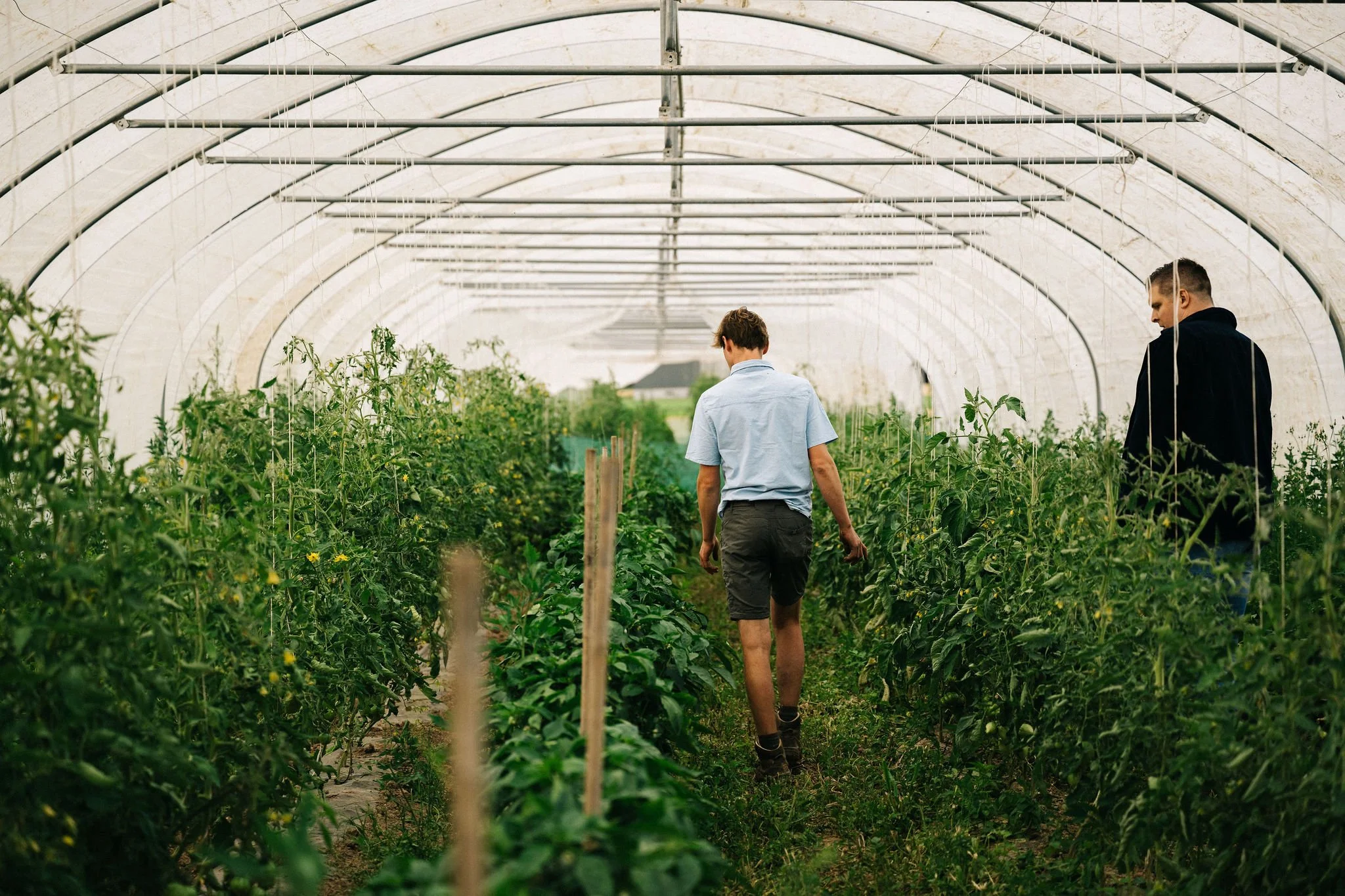 Twee jonge mannen wandelen door een kas met hoge, groene planten, mogelijk tomatenplanten, onder een gebogen, transparent plafond.