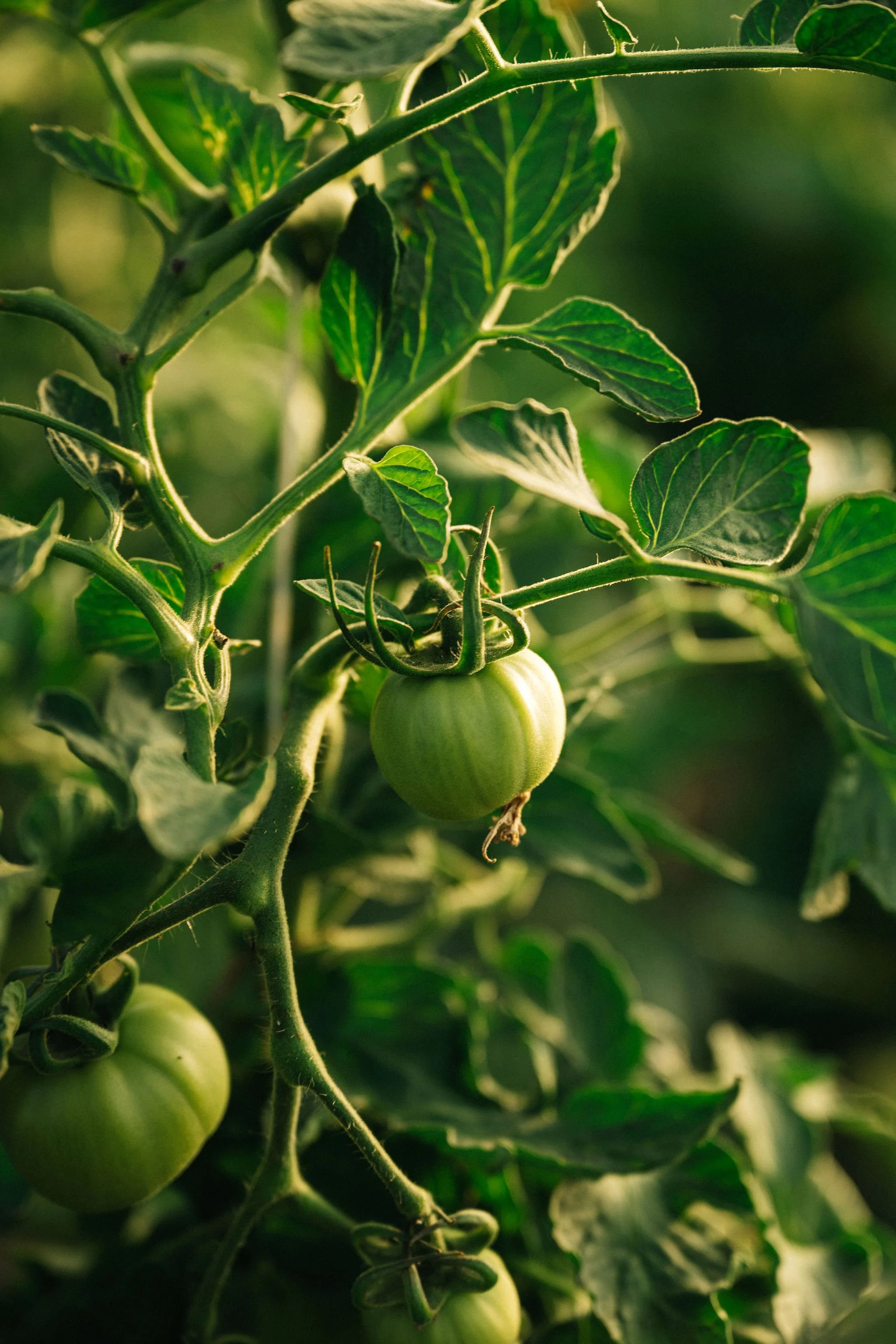 Groene tomaten aan de plant, omgeven door groen blad.